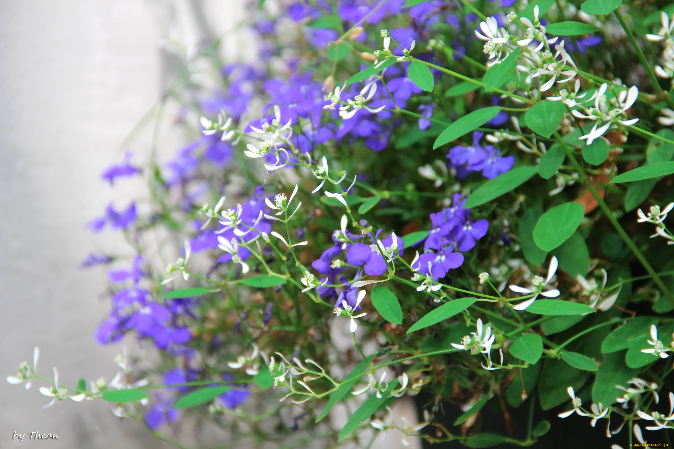 цветы, разные, вместе, синий, белый