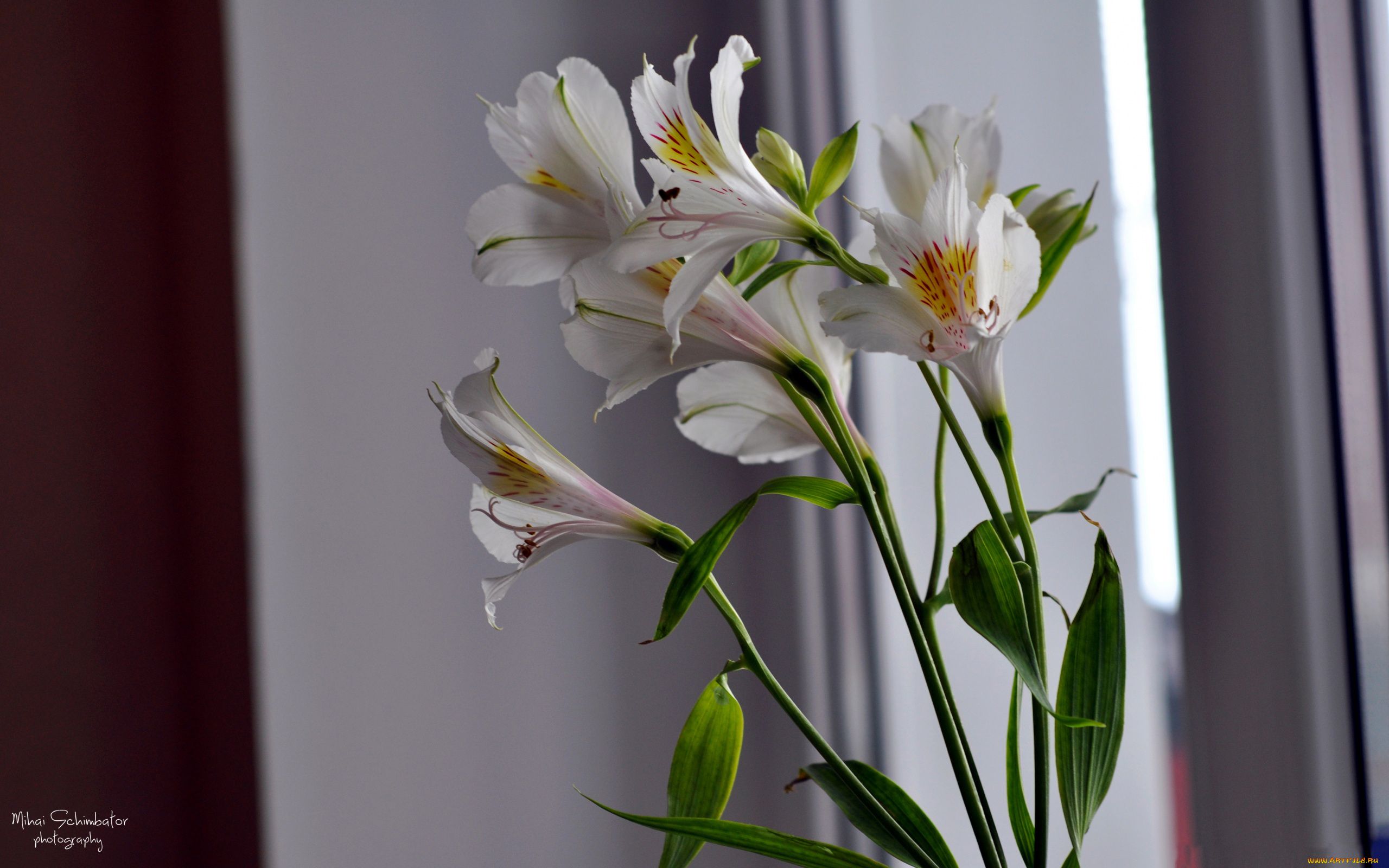 цветы, альстромерия, лепестки