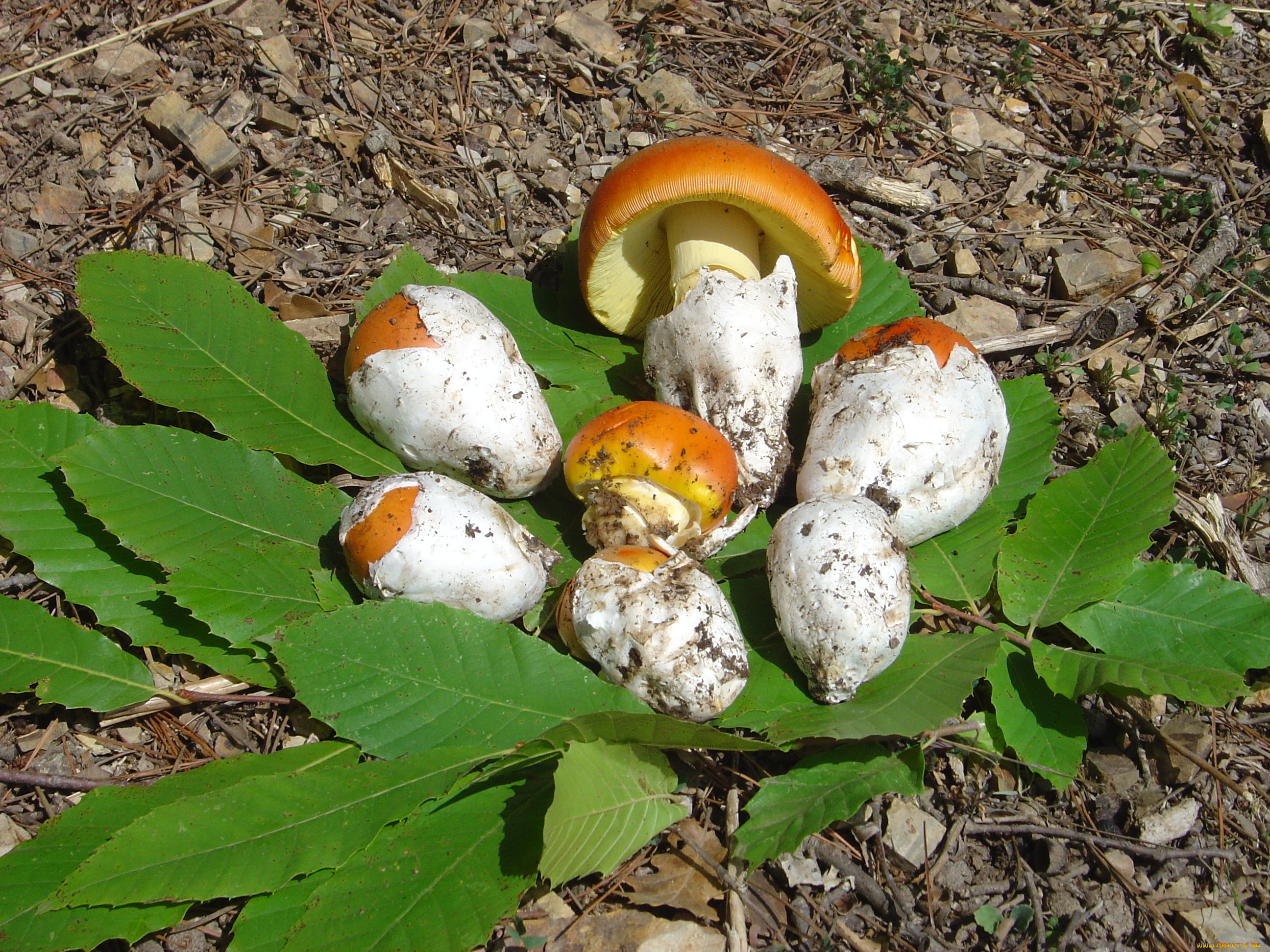 еда, грибы, грибные, блюда, листья