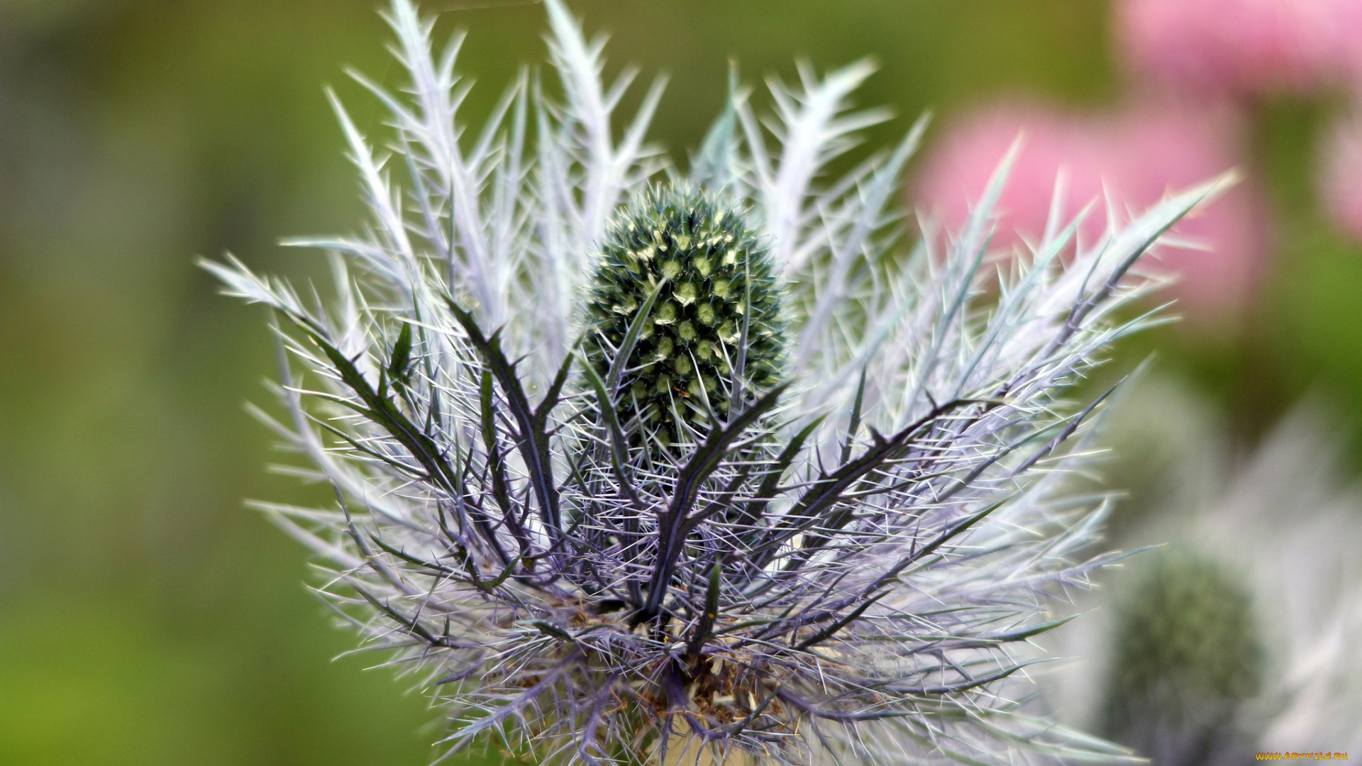 цветы, Чертополох, репейник, колючки, цветок