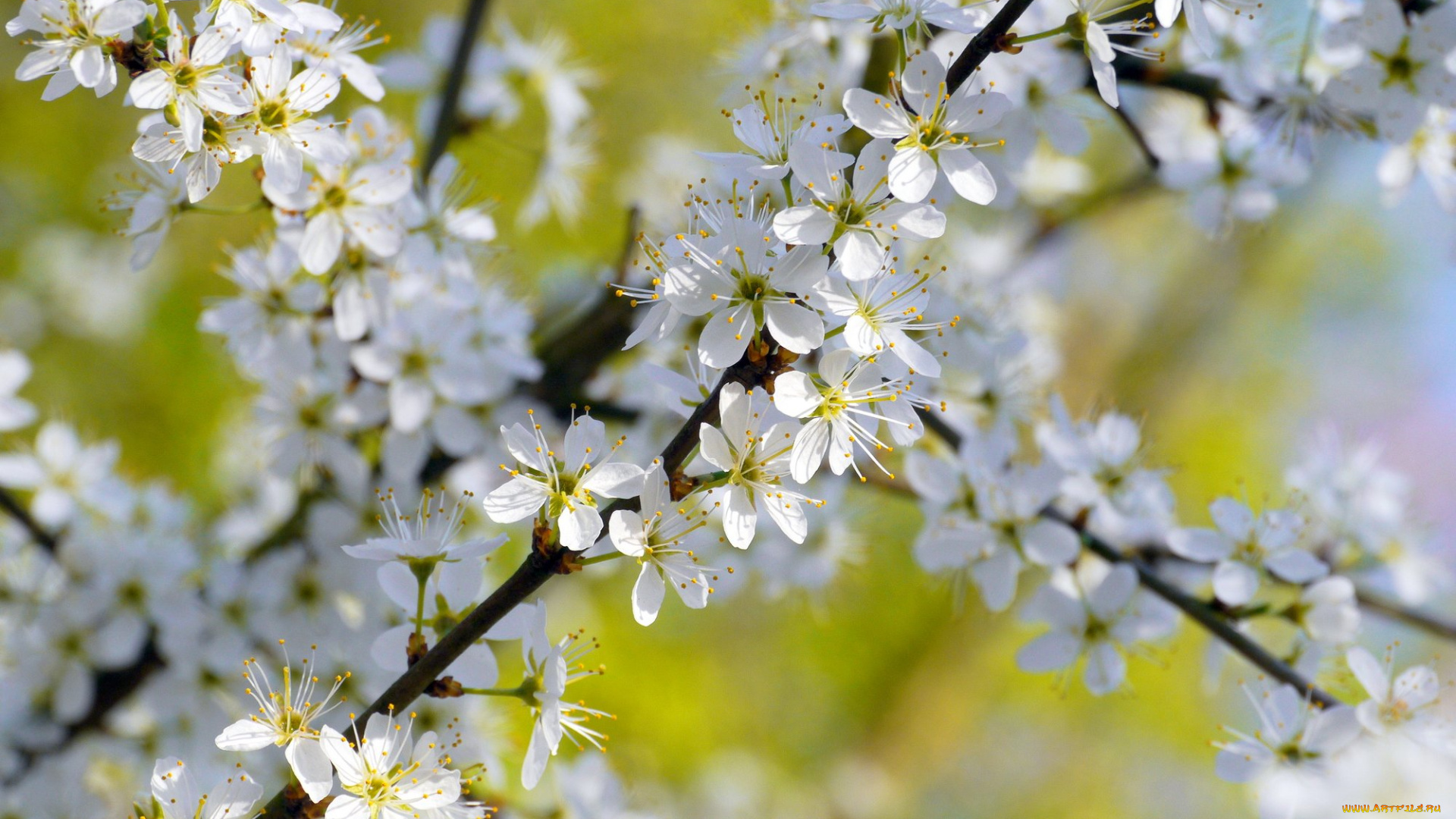 цветы, цветущие, деревья, кустарники, флора, ветки