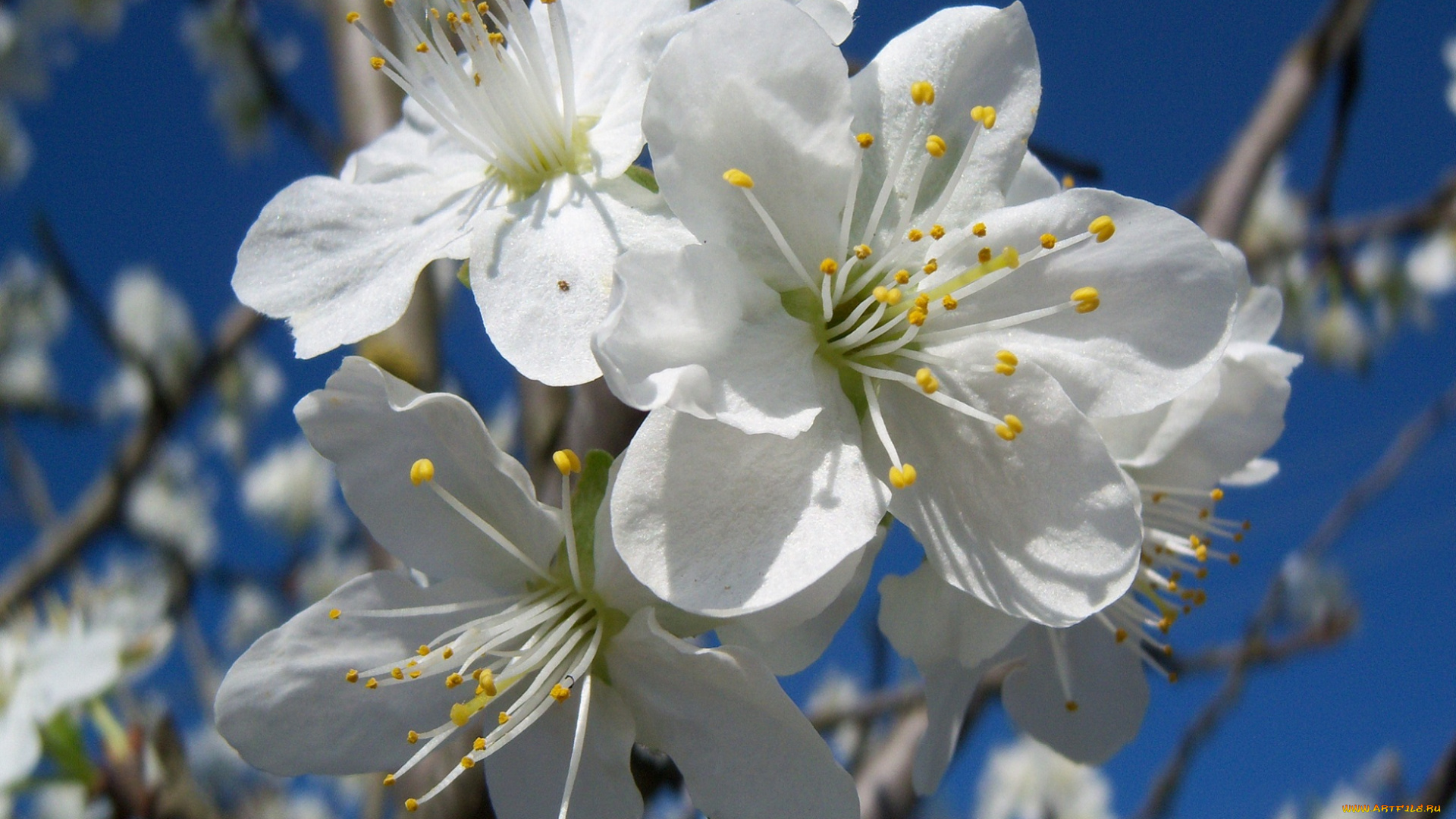 цветы, цветущие, деревья, кустарники, слива
