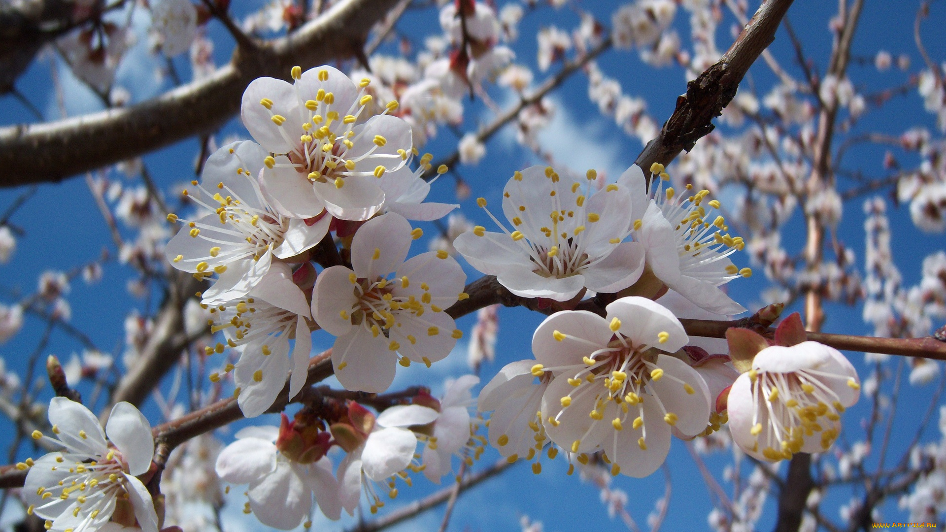 цветы, цветущие, деревья, кустарники, жерделя