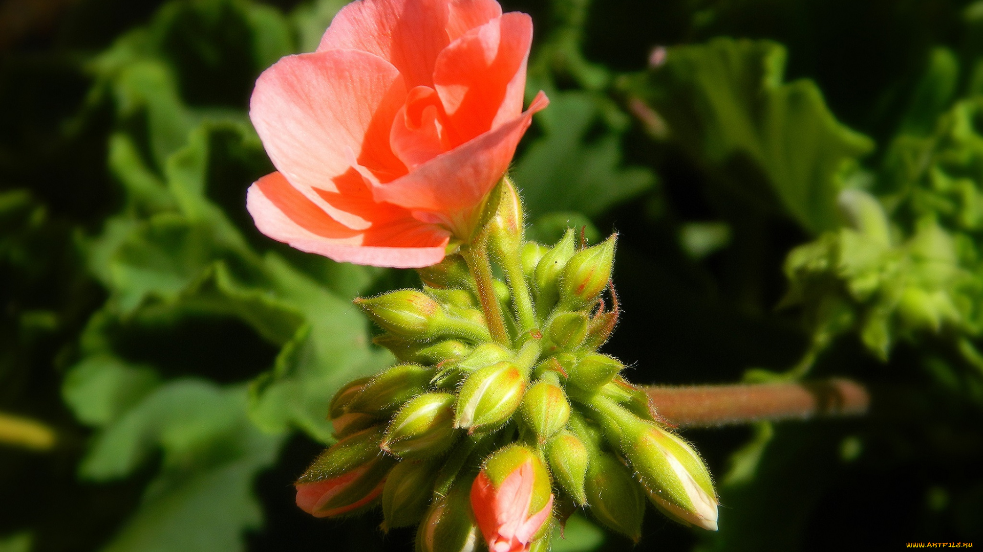 цветы, герань, ветка, цветок