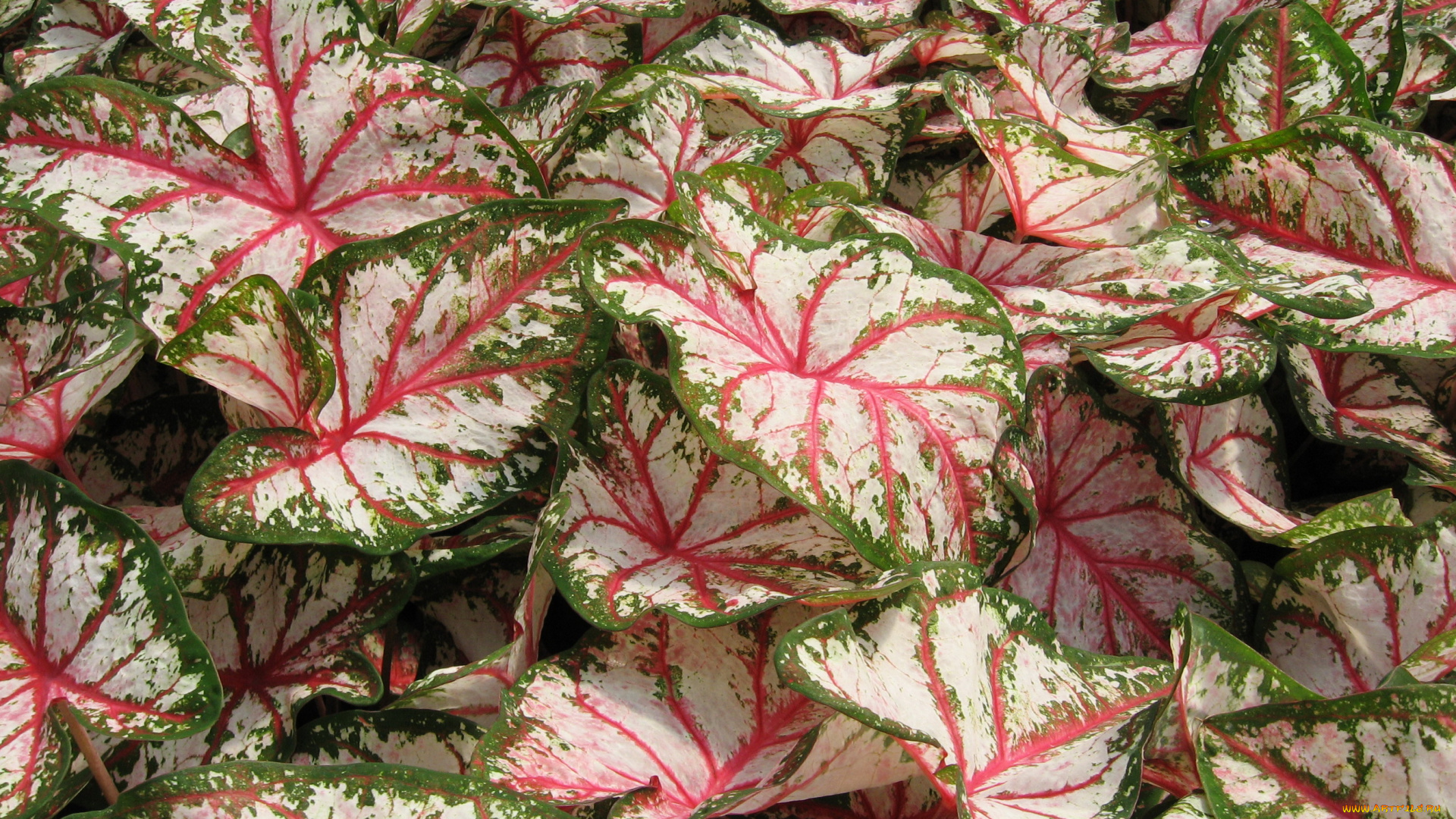 цветы, колеусы, каладиумы, каладиум