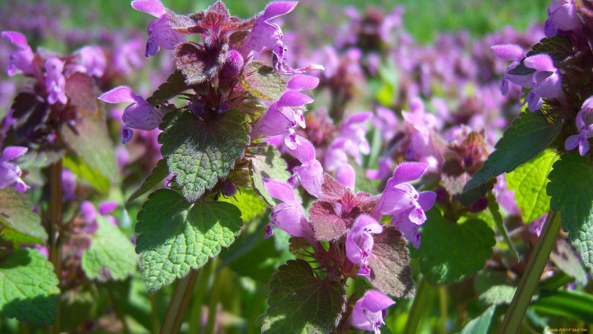 цветы, луговые, полевые, сиреневые