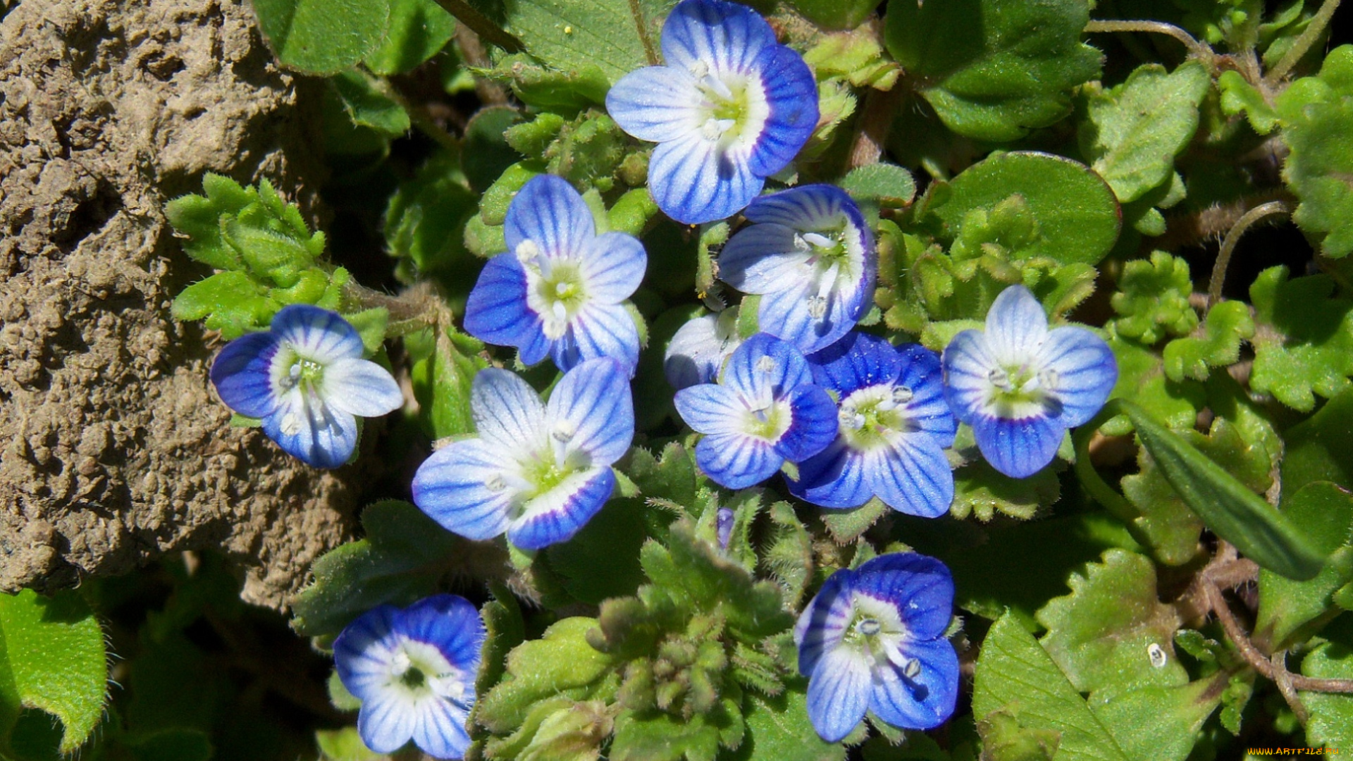 цветы, немофилы, вероники, голубые