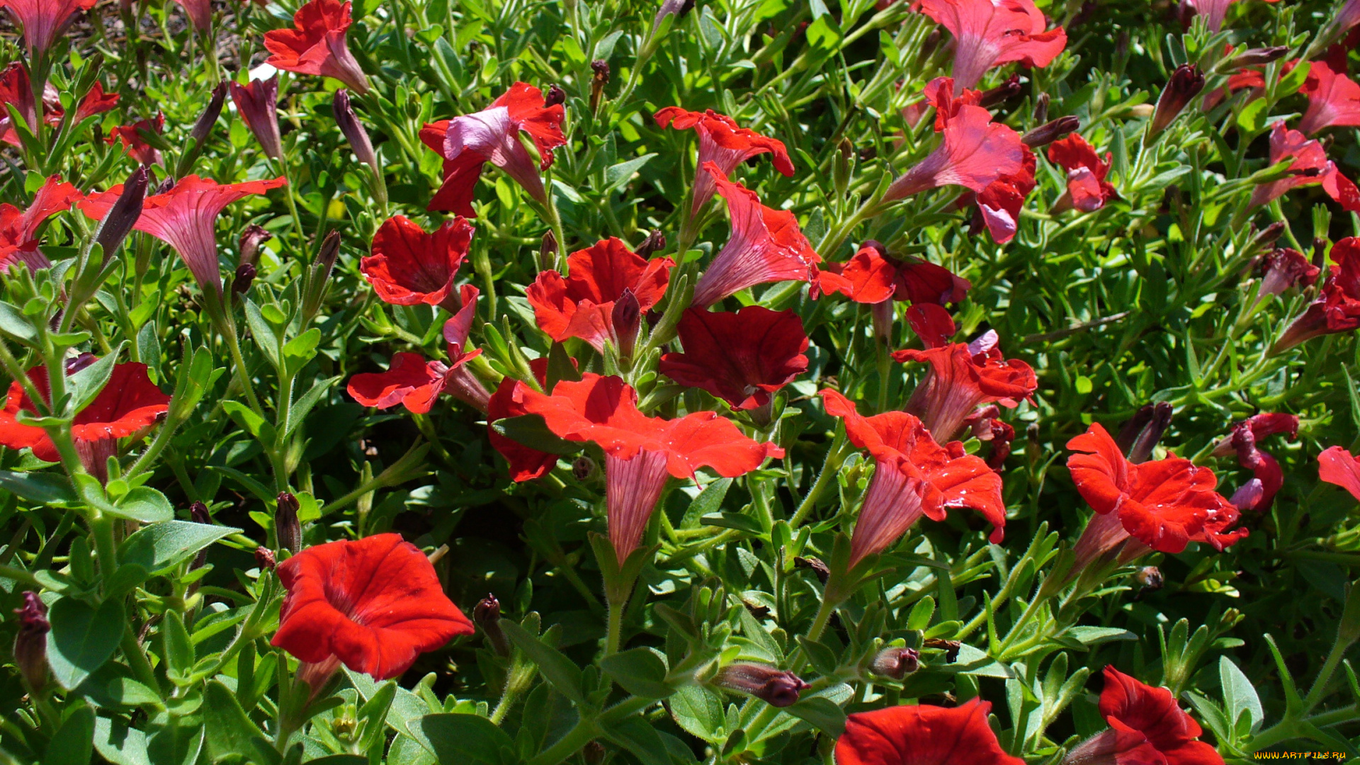 цветы, петунии, калибрахоа, петунья