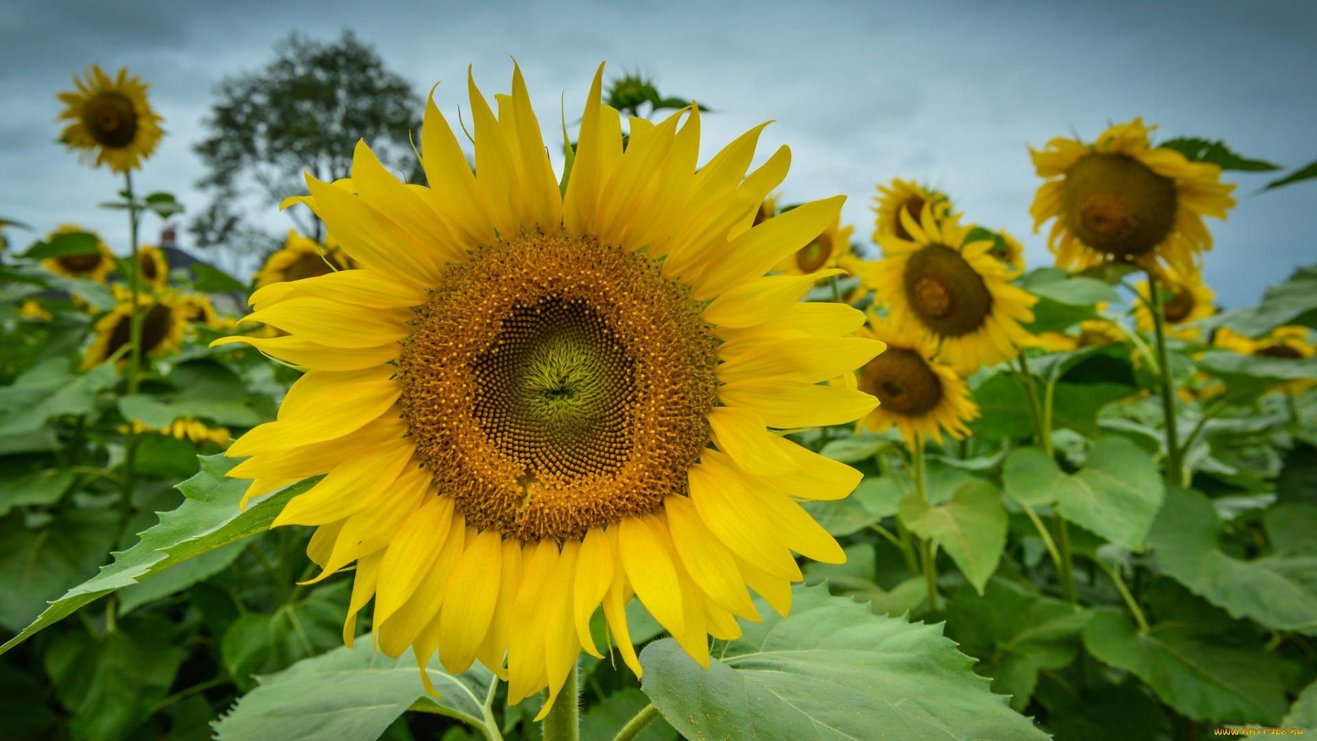 цветы, подсолнухи, поле