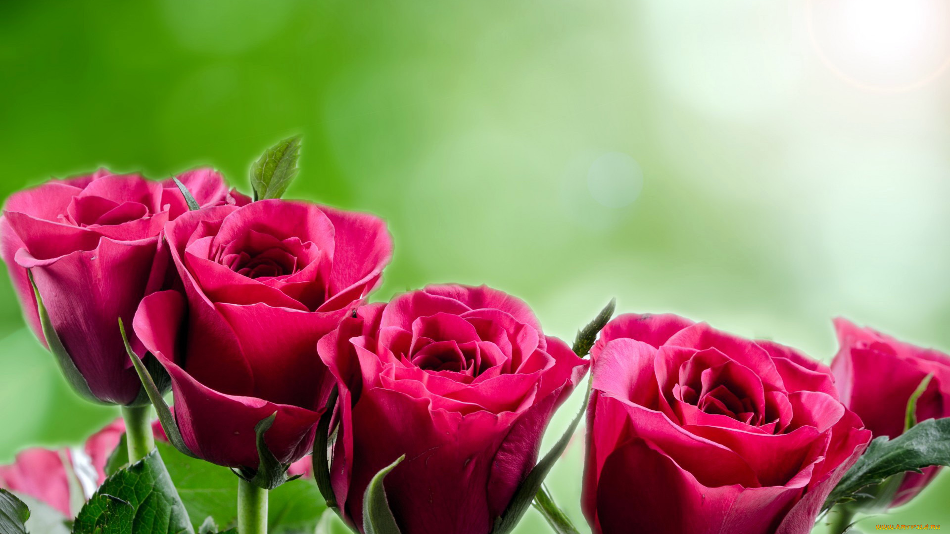 цветы, розы, бутоны, розовый