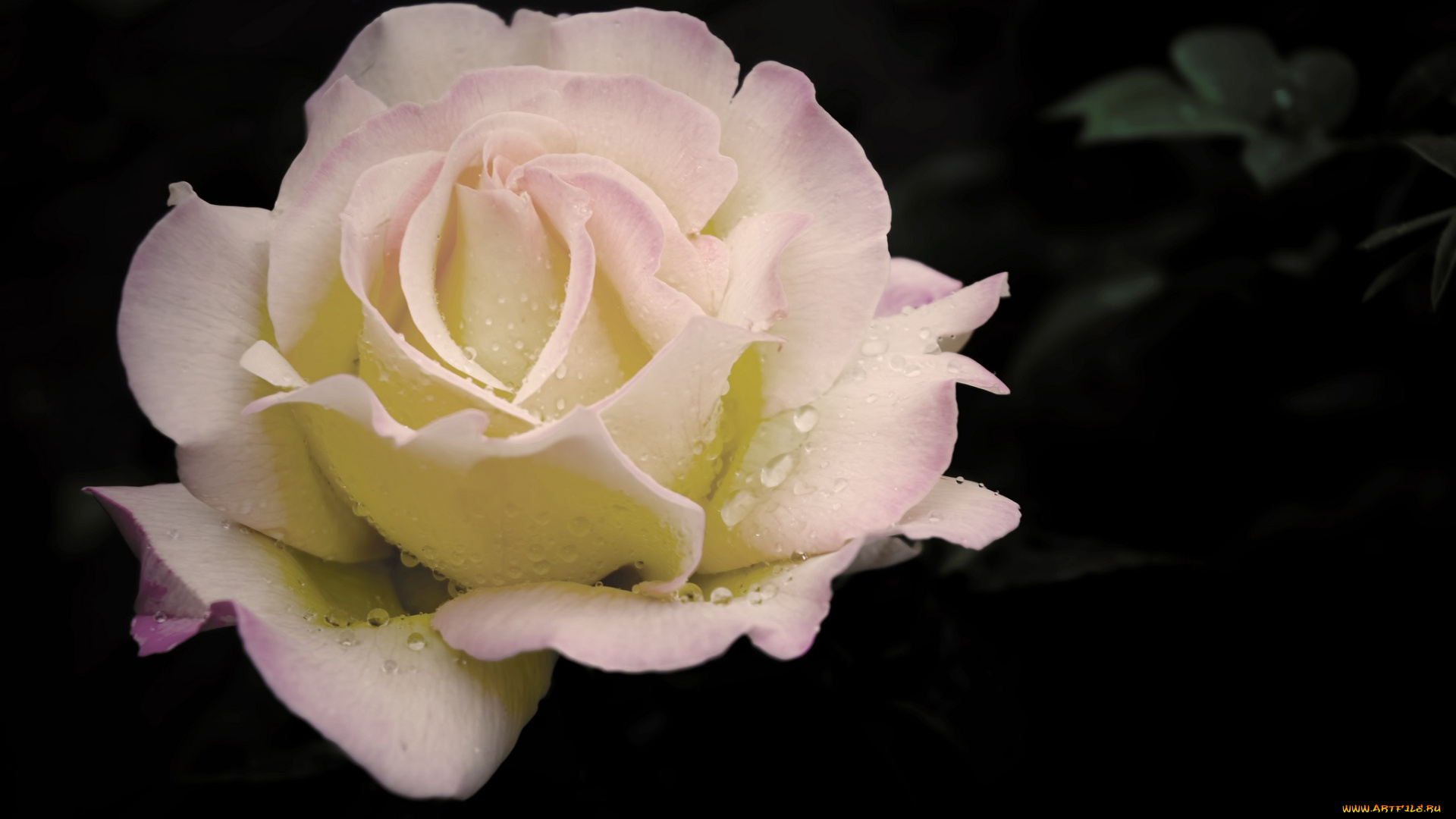 цветы, розы, капли, бутон, роза