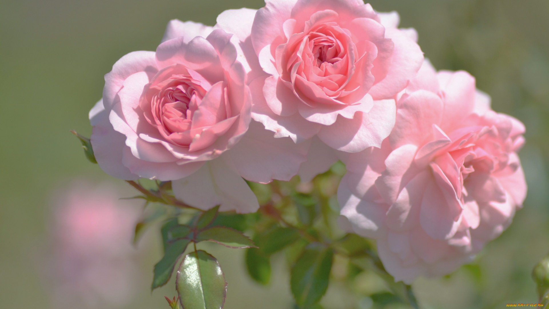 цветы, розы, трио