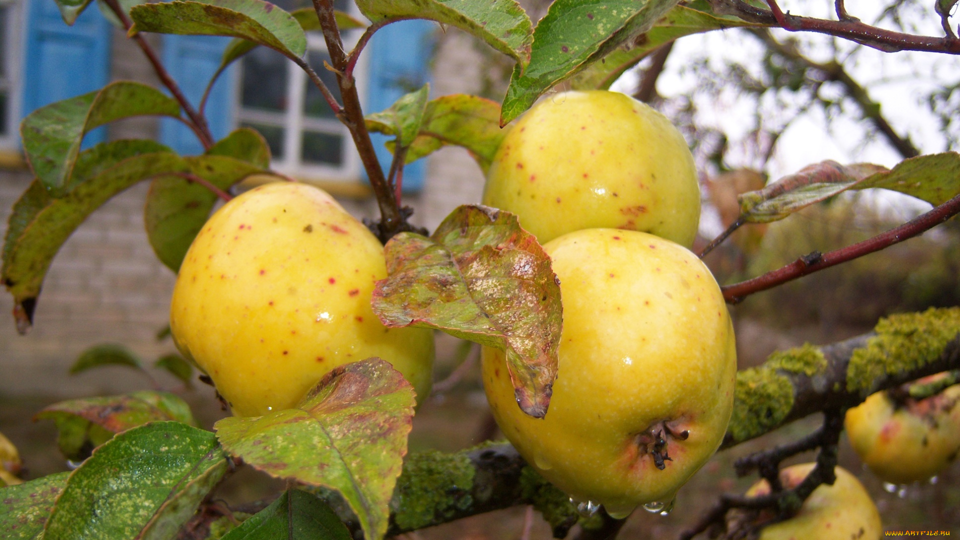 природа, плоды, семеренко