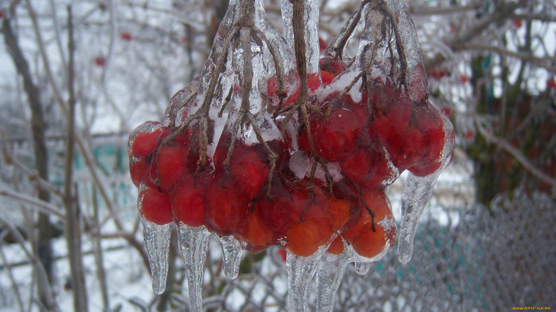 природа, Ягоды, калина, лёд