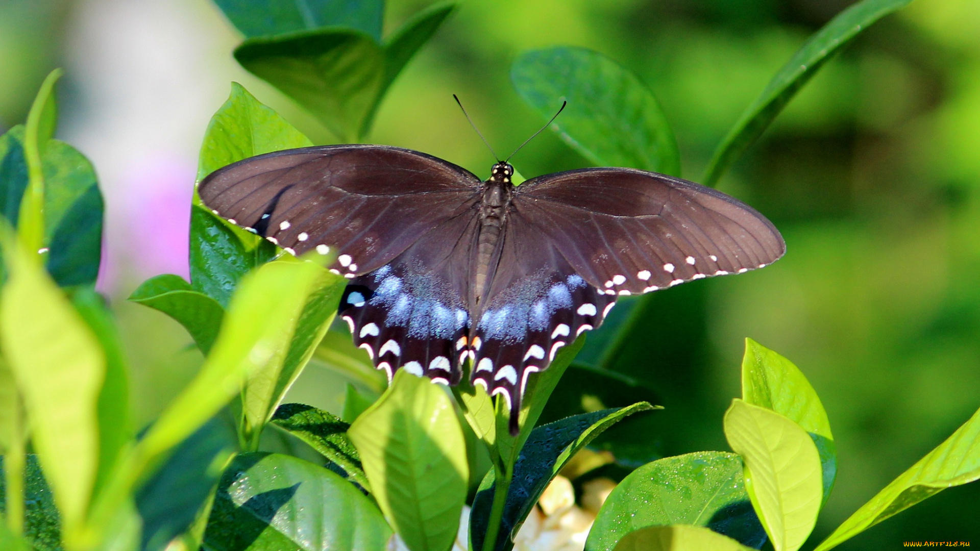 животные, бабочки, листья, бабочка