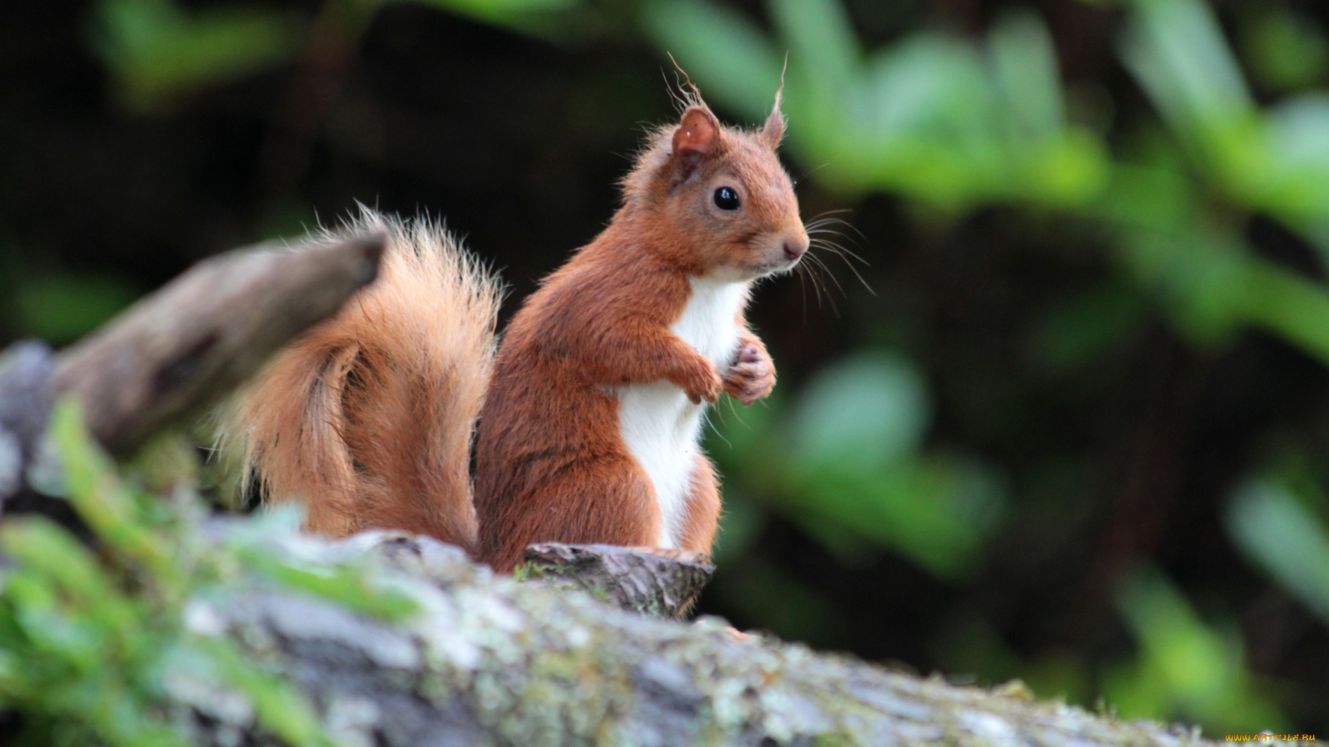 животные, белки, белка, хвост, взгляд