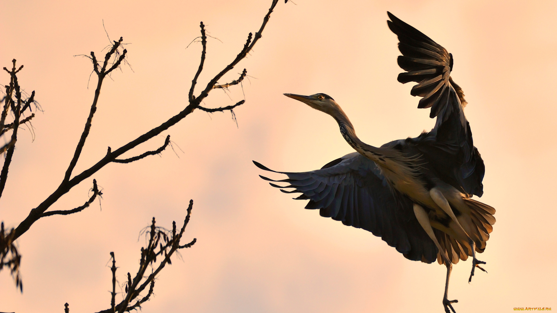 животные, цапли, полет