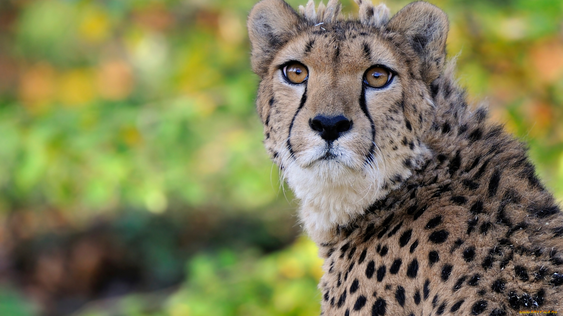 животные, гепарды, портрет