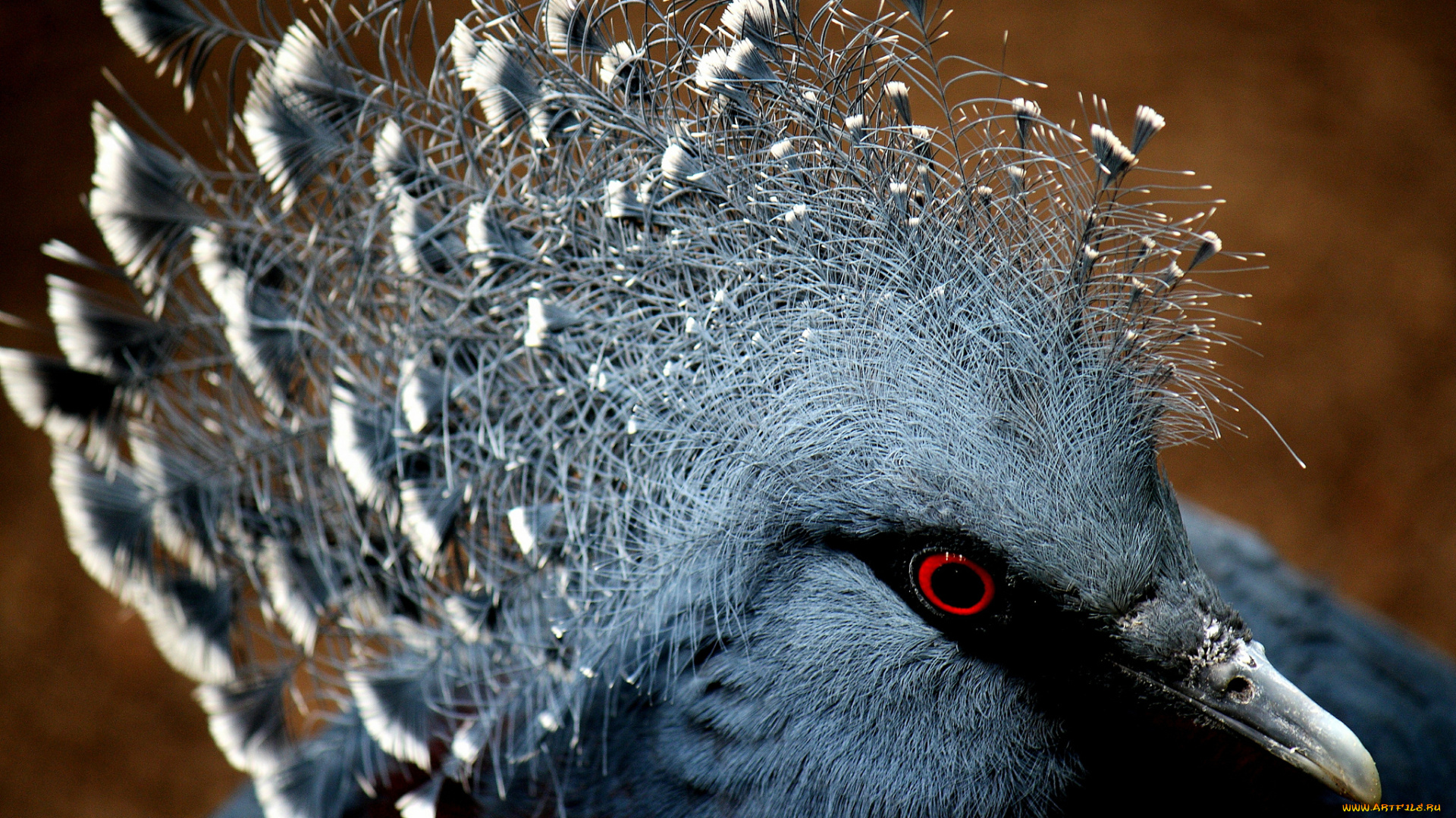 животные, голуби, голова, хохолок, клюв, оперение, голубь