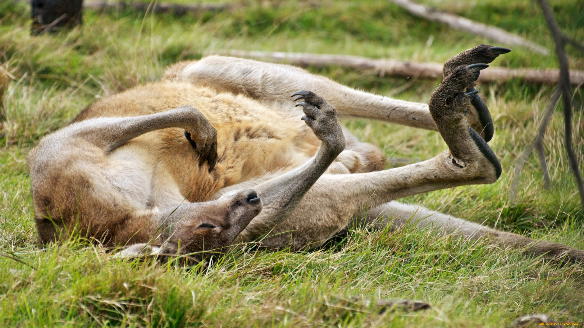 животные, кенгуру, луг, трава, отдых