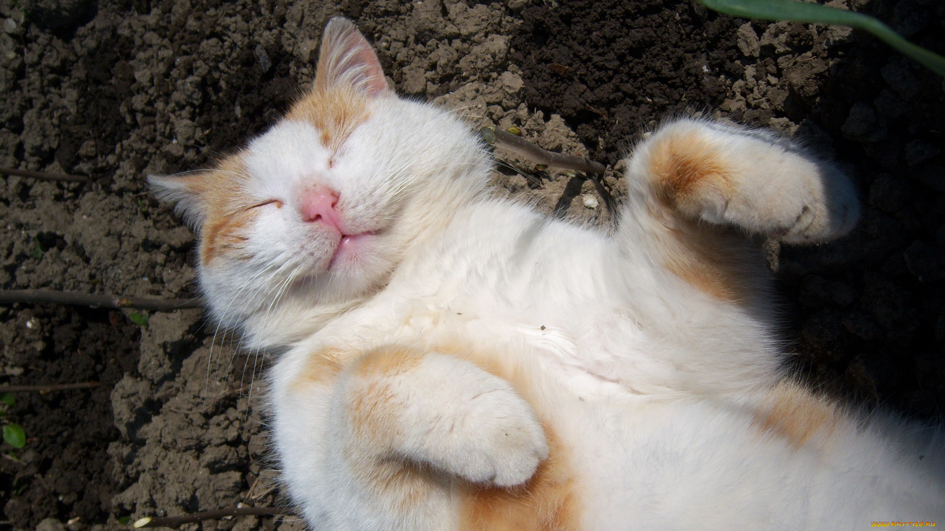 животные, коты, кот