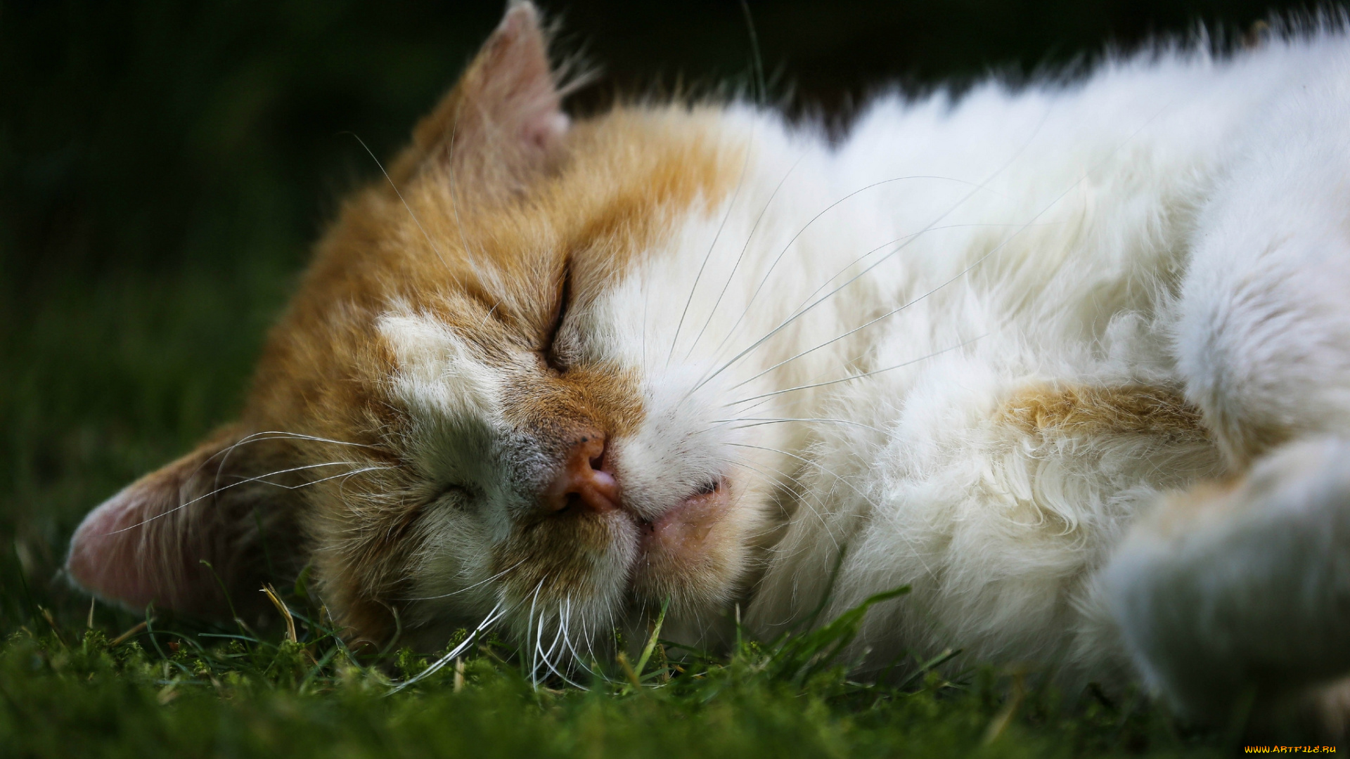 животные, коты, кот, морда, сон