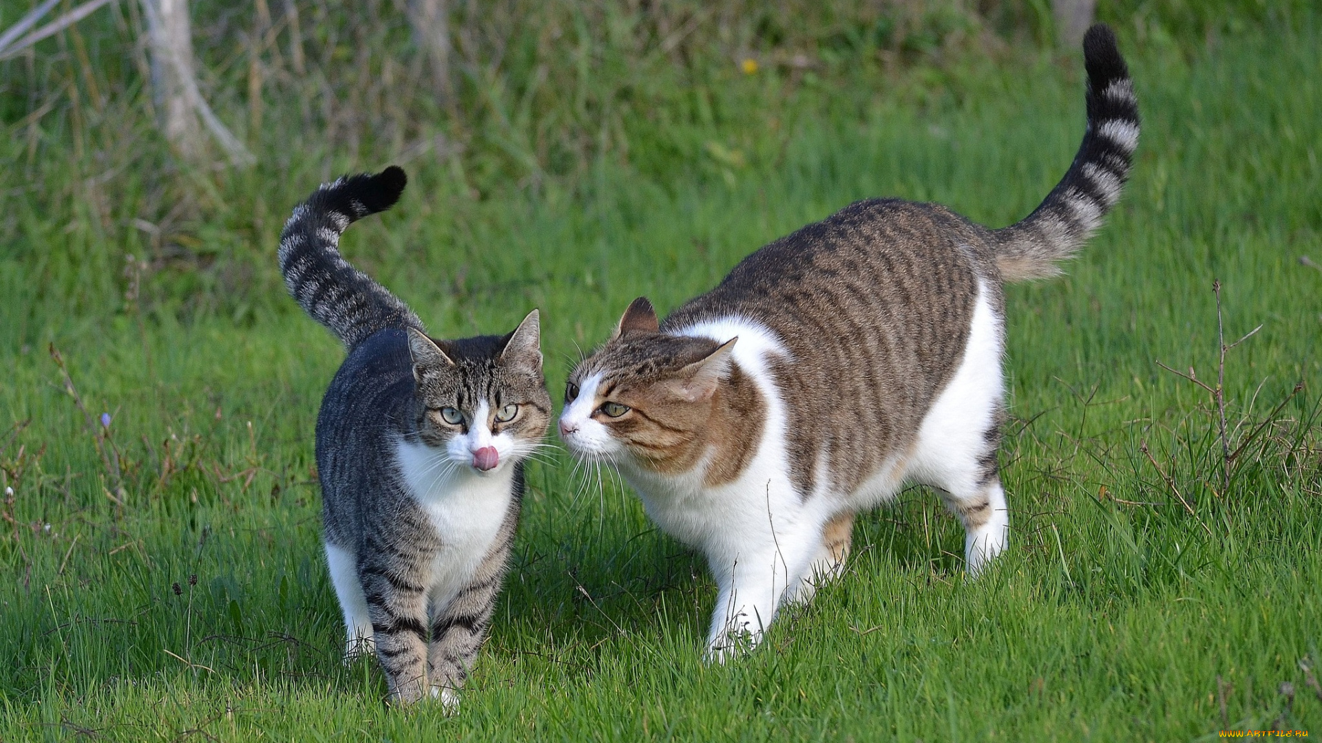 животные, коты, трава, поляна, кошки, интерес