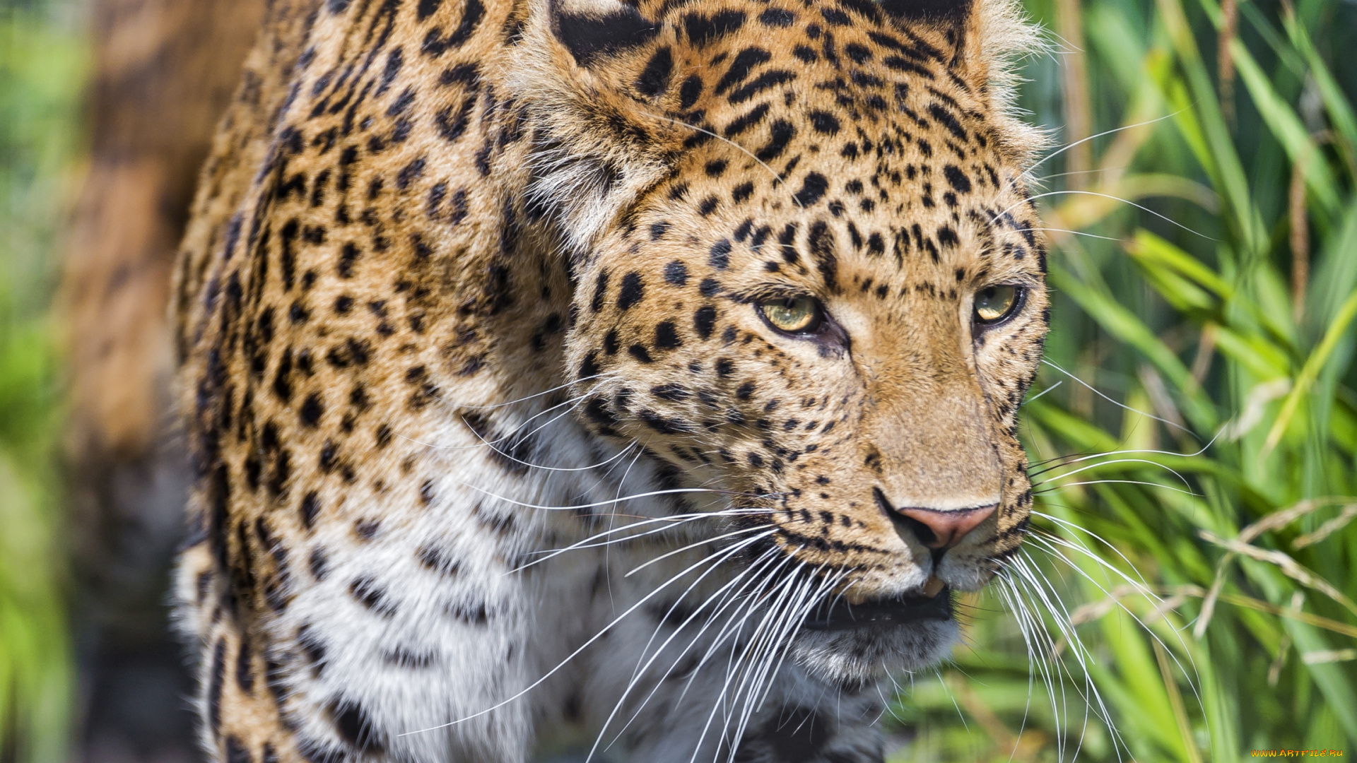 животные, леопарды, кошка