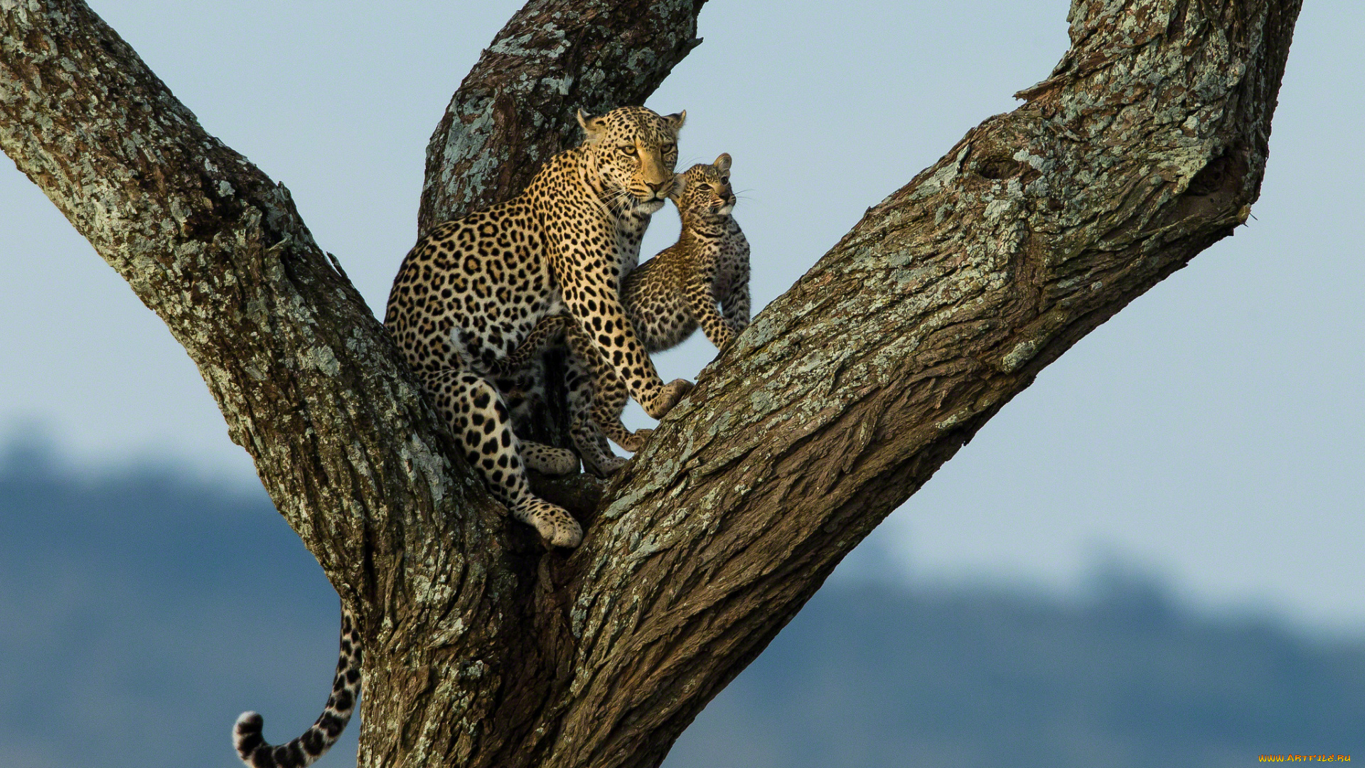 животные, леопарды, малыш, дерево, мама