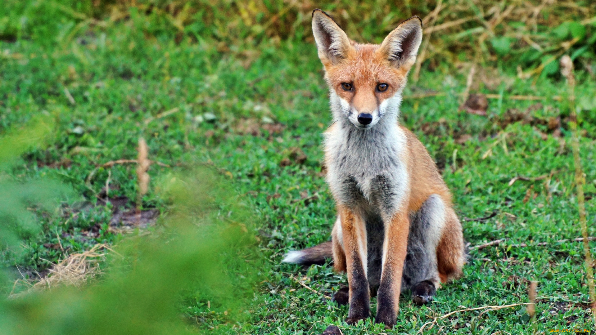 животные, лисы, луг, трава, лисичка