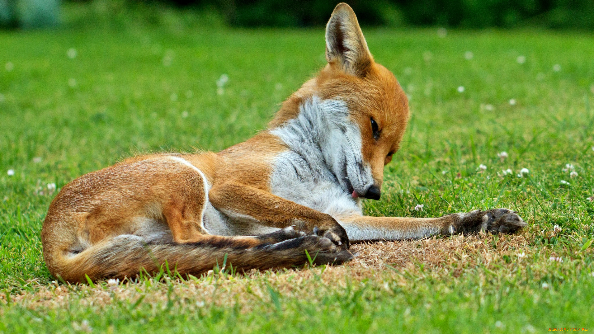 животные, лисы, луг, трава, лисичка