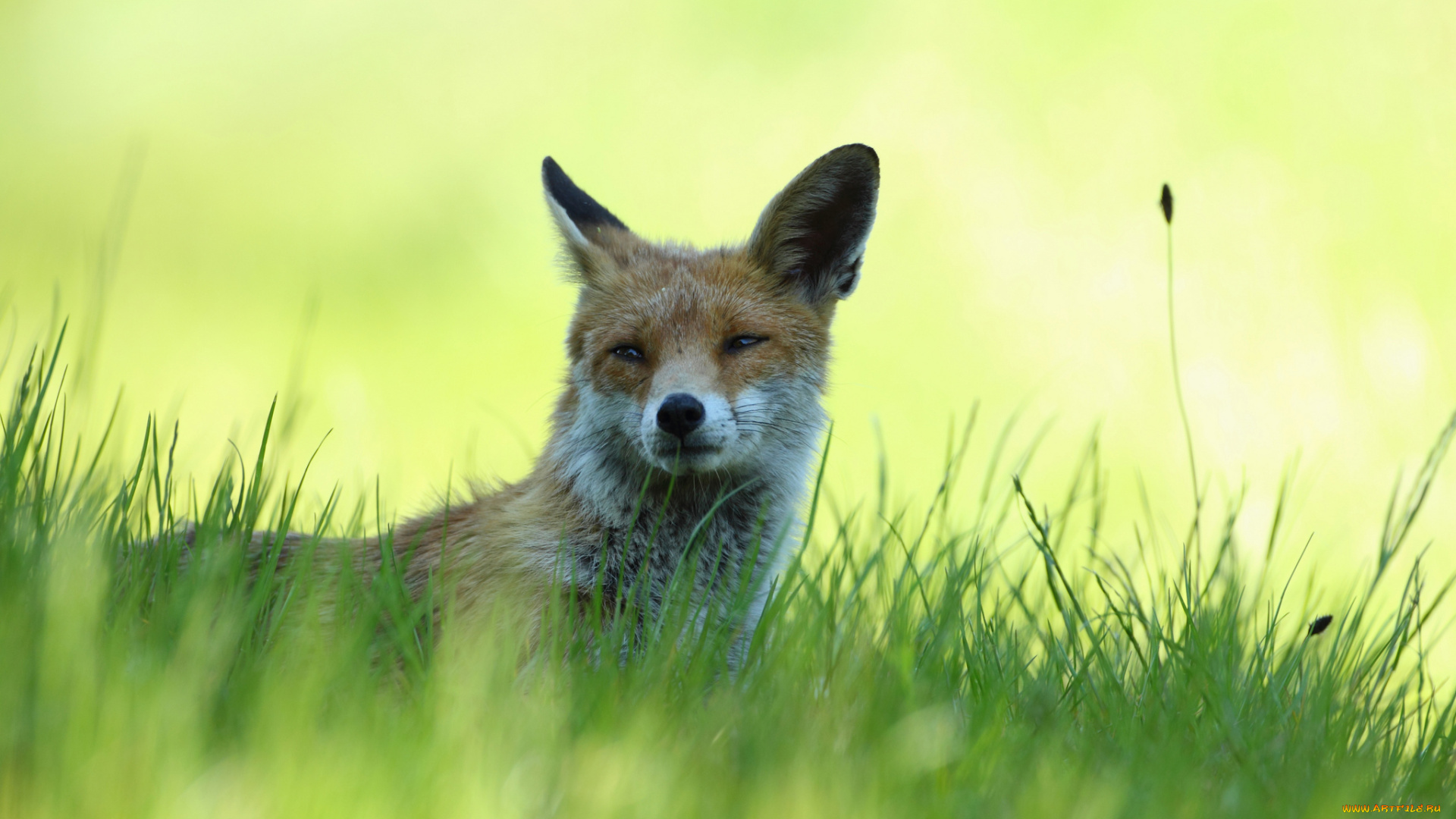 животные, лисы, трава, лежит, отдых, тень, рыжая