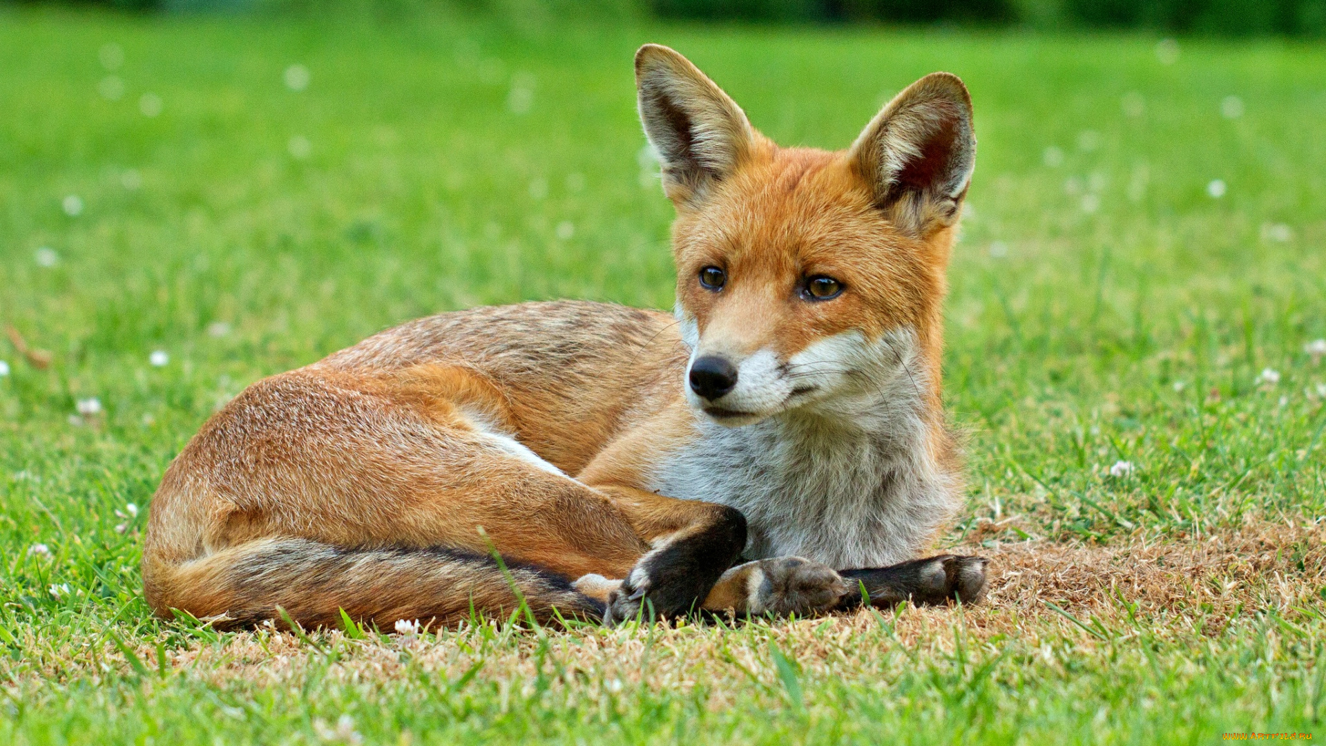 животные, лисы, трава, лисичка, луг