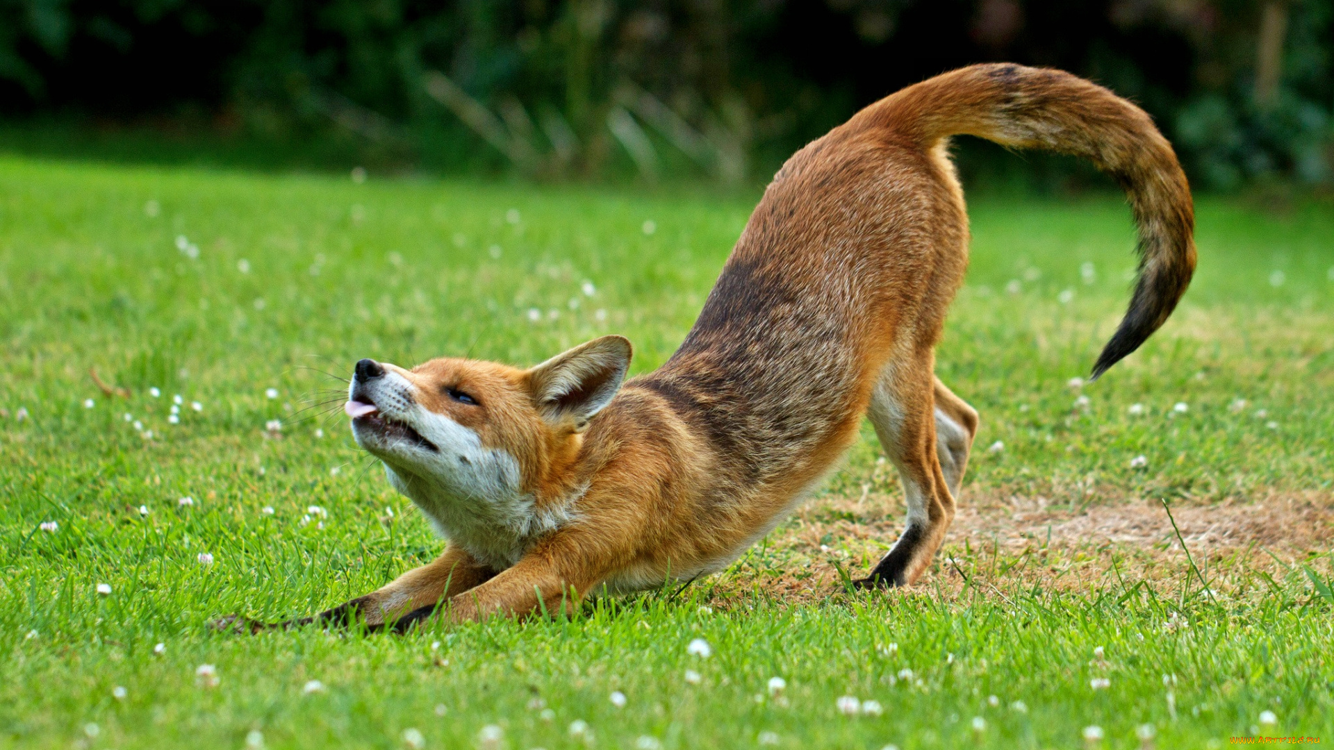 животные, лисы, трава, лисичка, луг