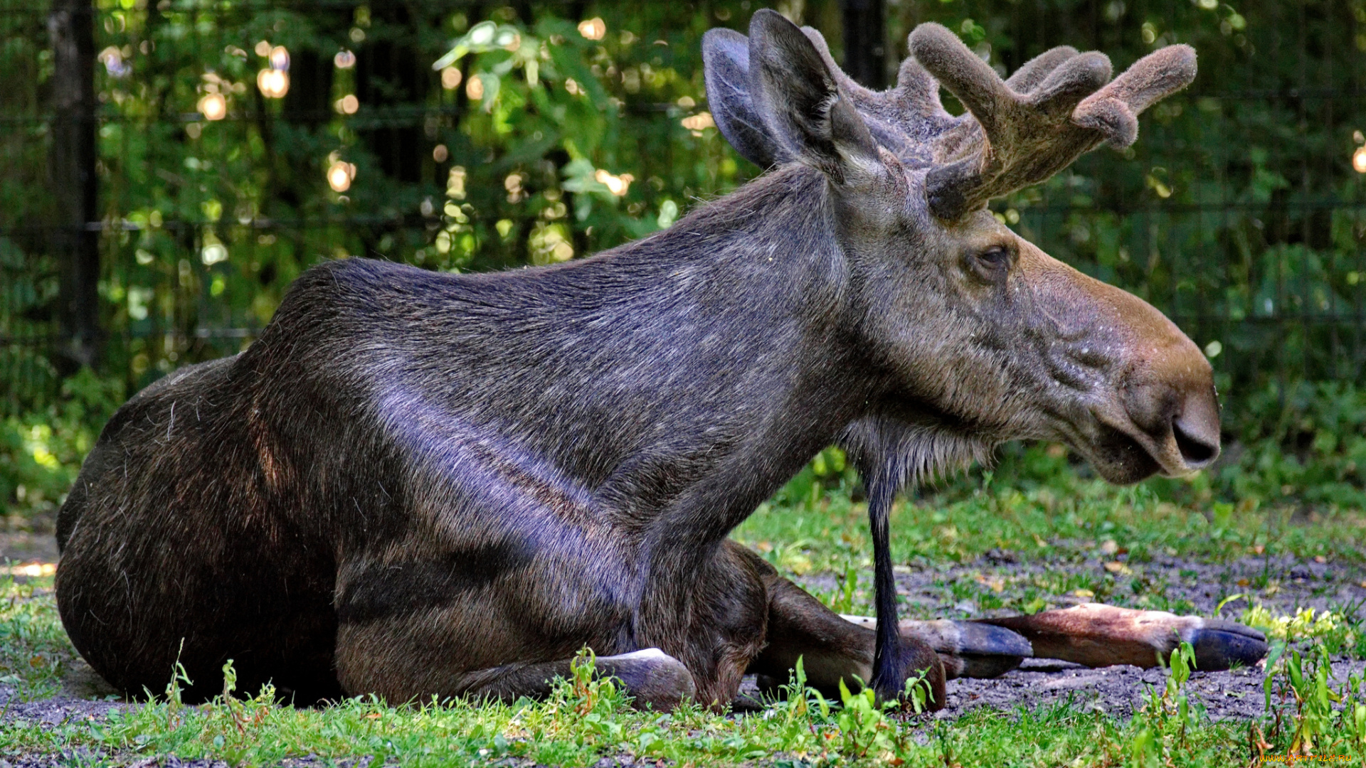 животные, лоси, отдых, трава, поляна, вольер, лось, рога