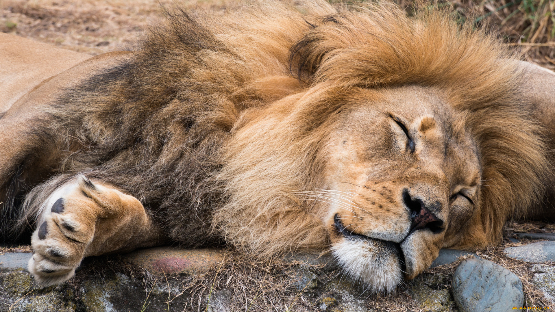 животные, львы, морда, лев, сон, грива