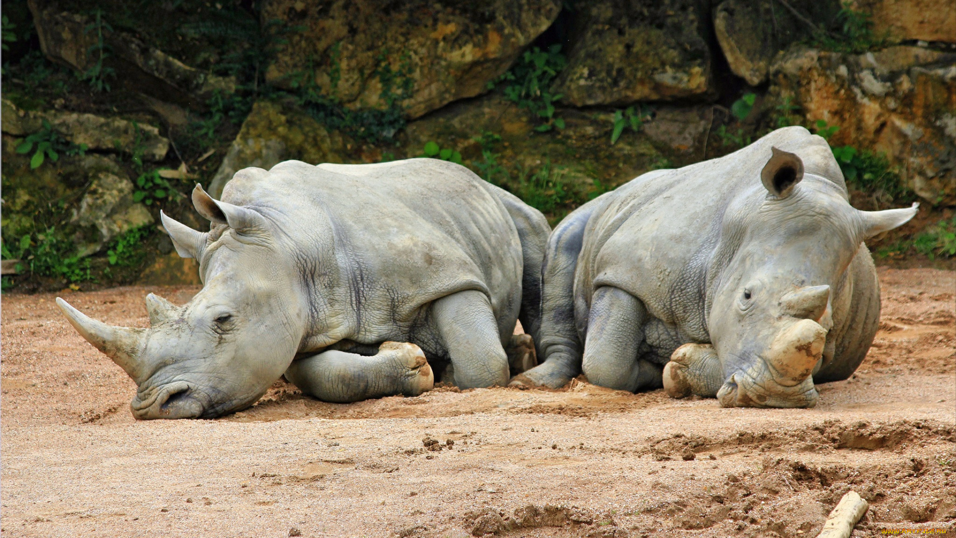 животные, носороги, отдых, пара, белые