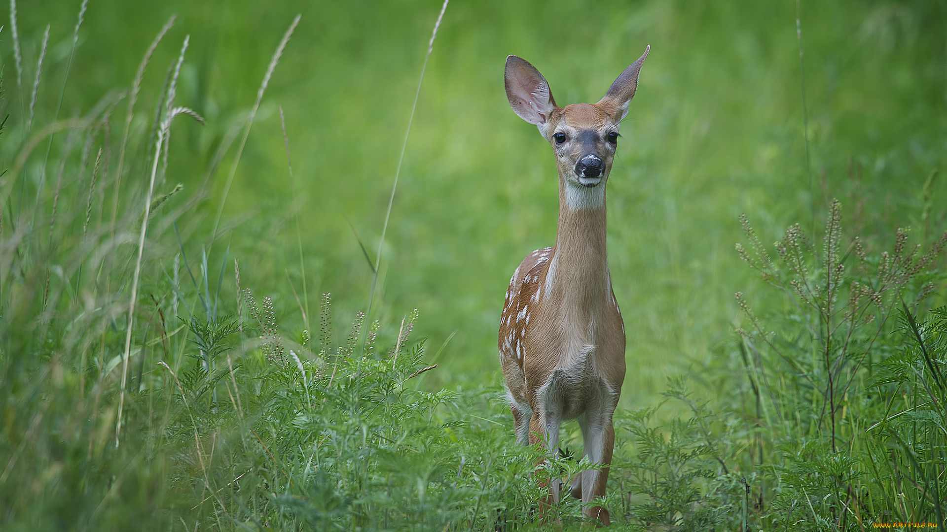 животные, олени, взгляд, пятнистый, олень, трава, луг, настороженность