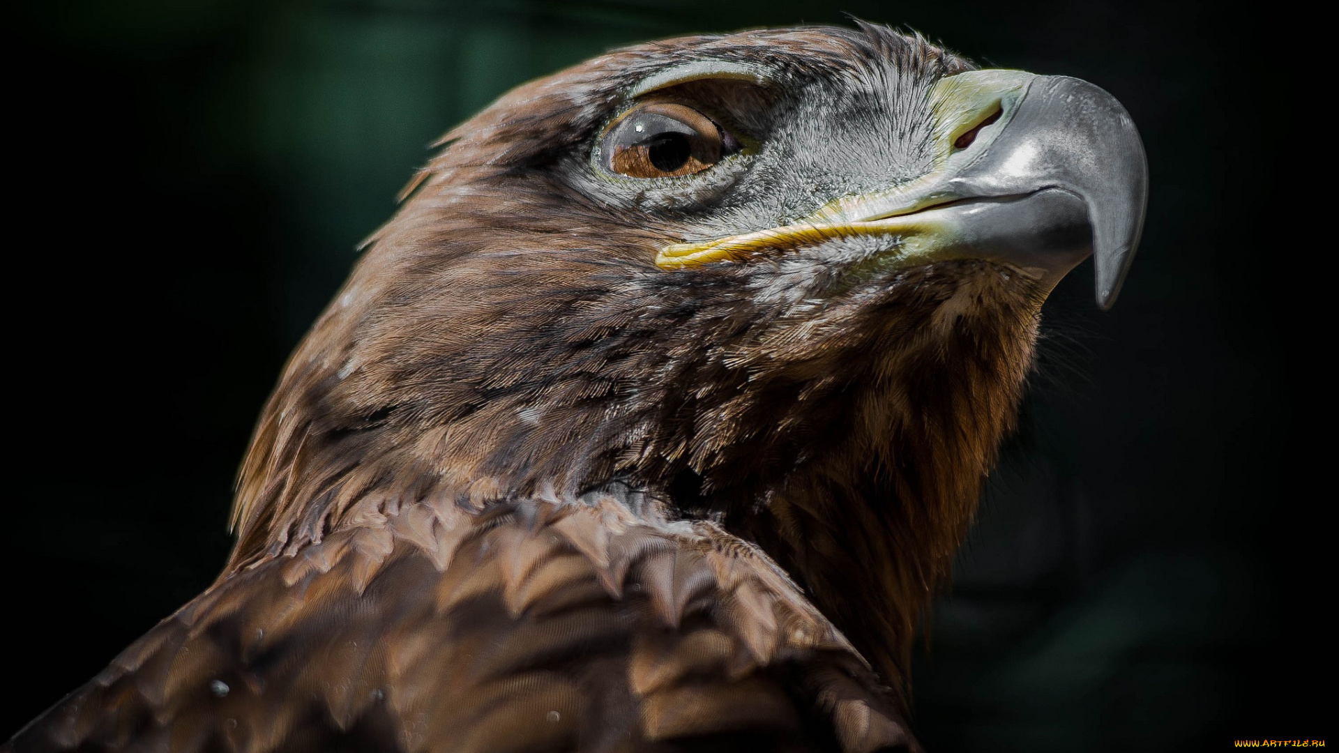 животные, птицы, хищники, клюв, голова, орел, взгляд