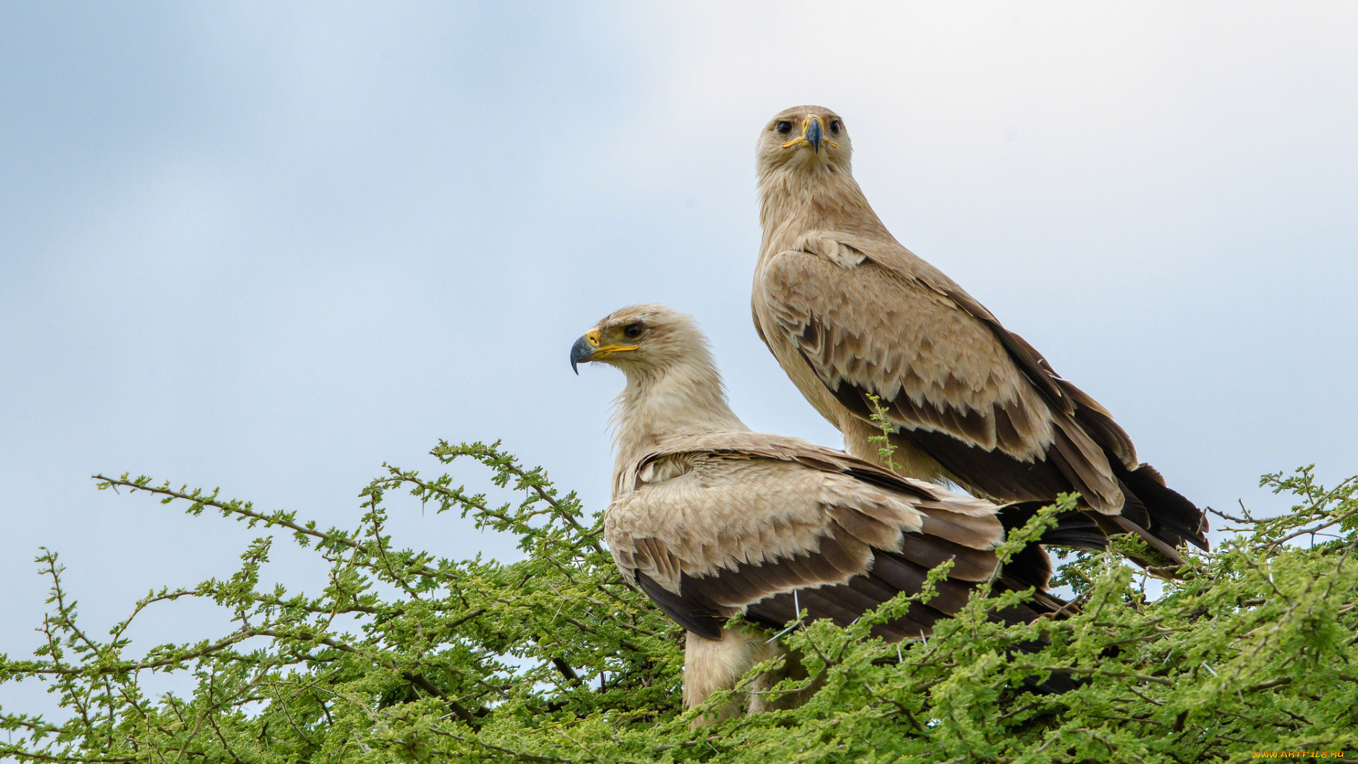 животные, птицы, хищники, пара