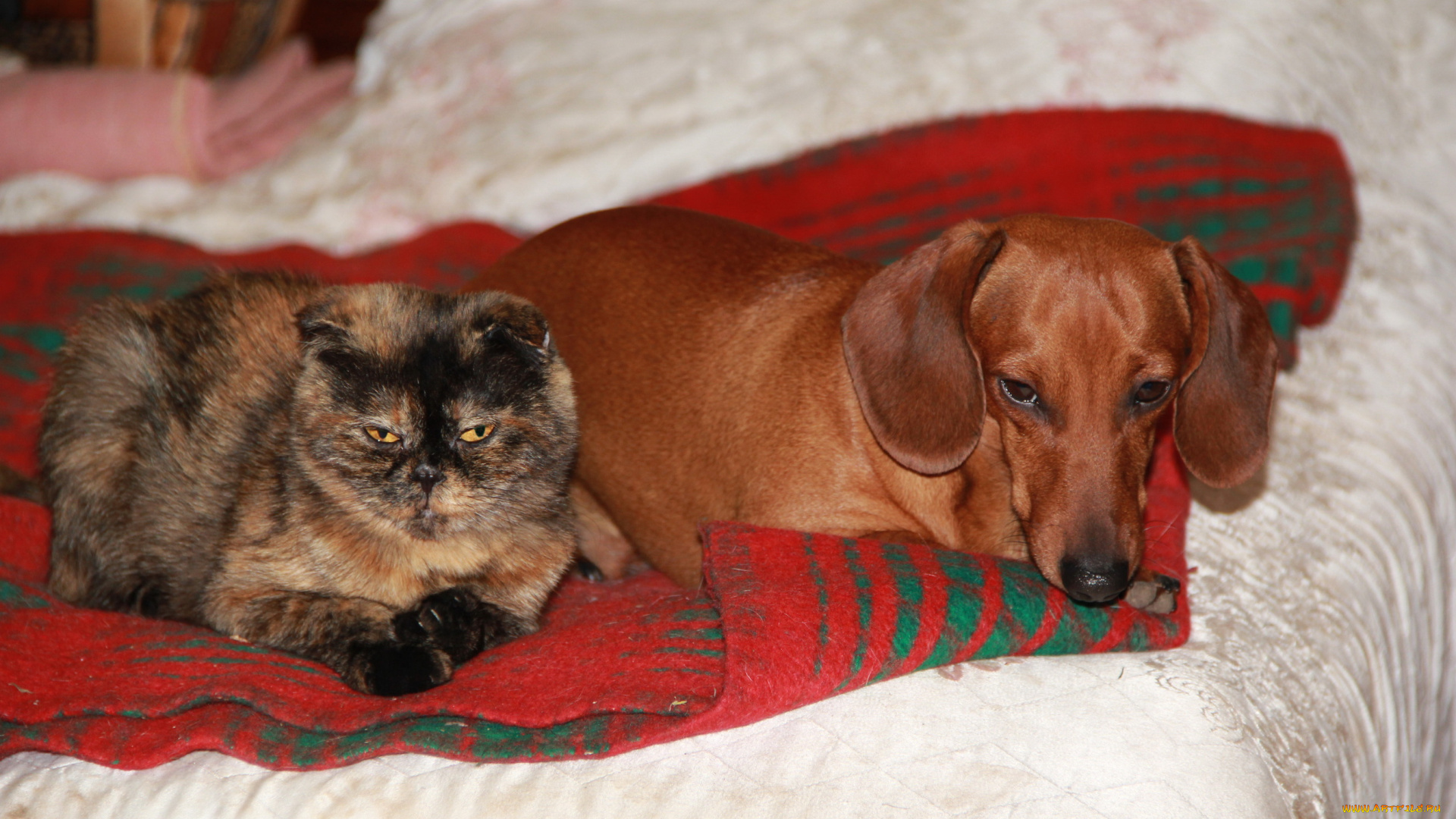 животные, разные, вместе, кошка, собака