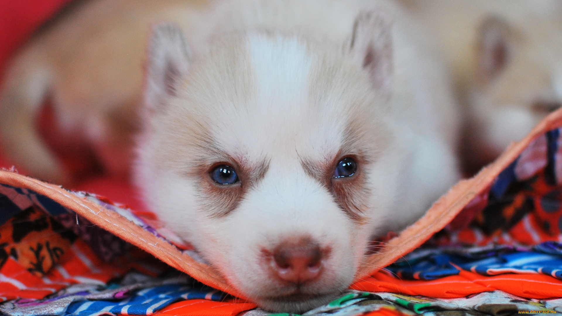 животные, собаки, щенок, собака, лайка, коврик