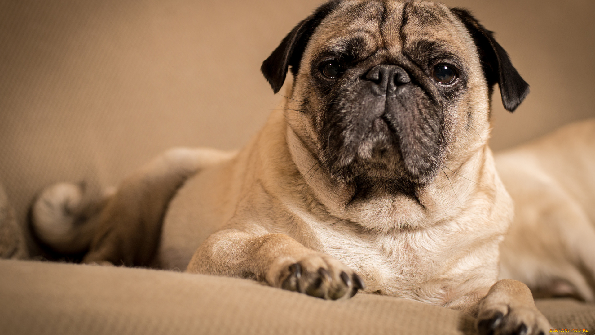 животные, собаки, взгляд, французский, бульдог