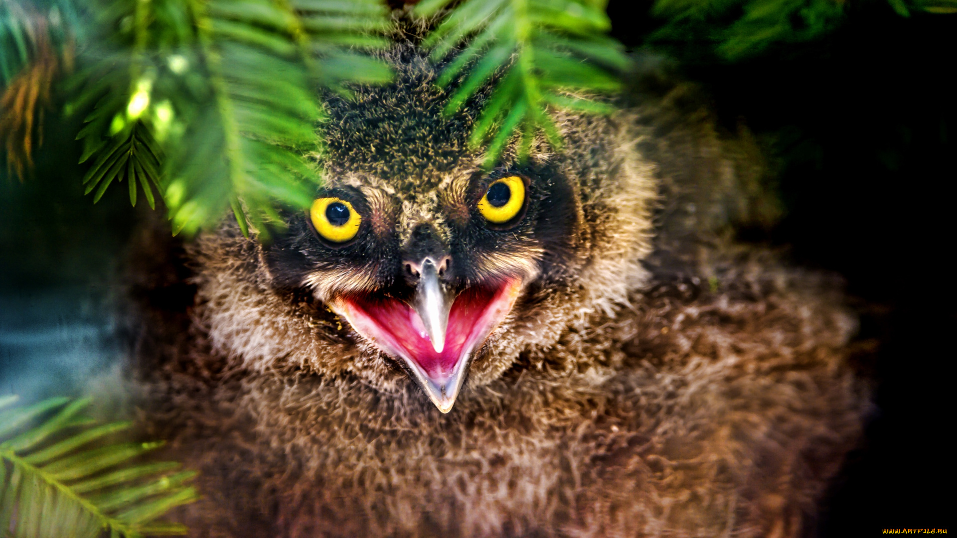 животные, совы, совенок