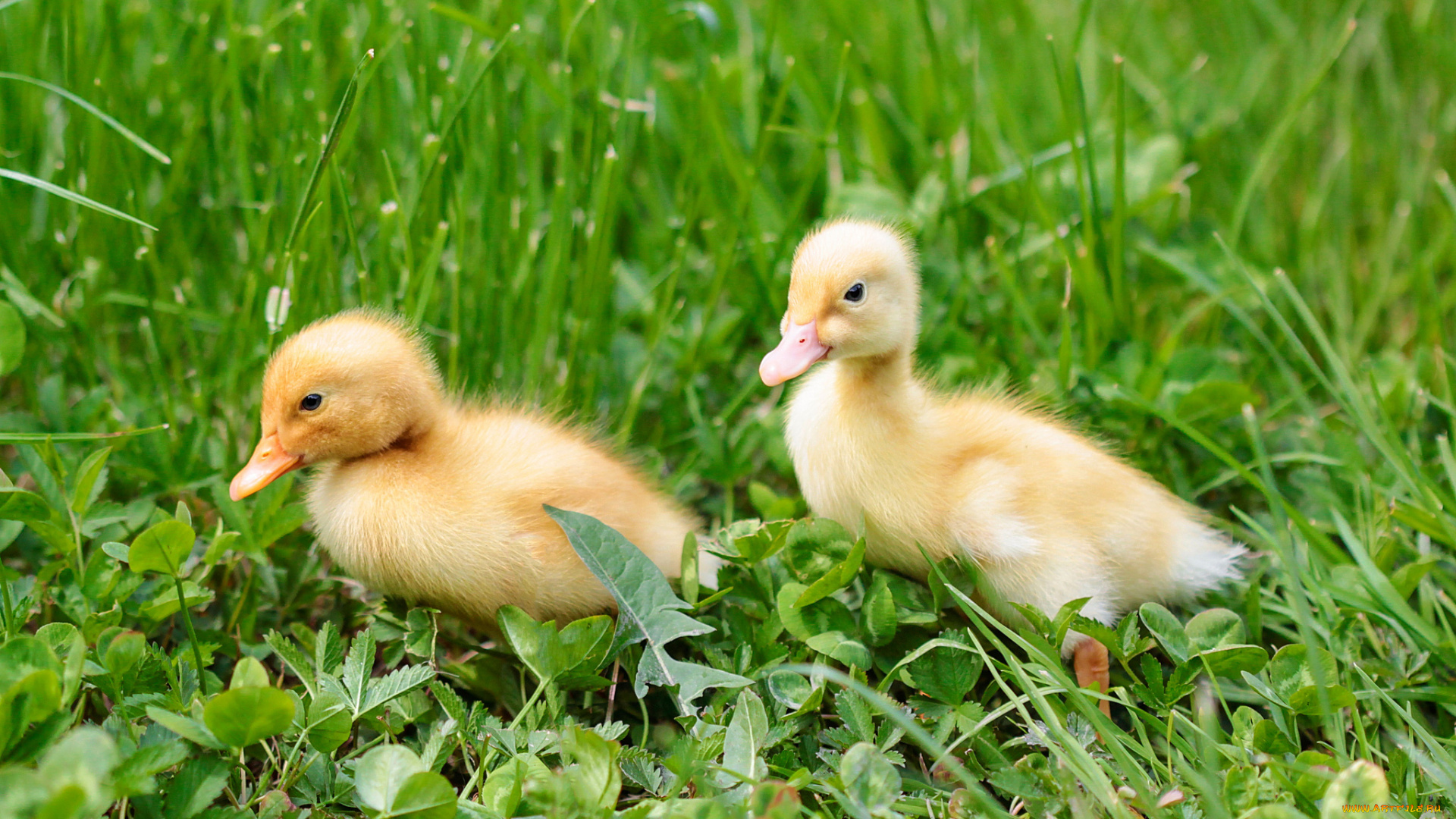 животные, утки, утята