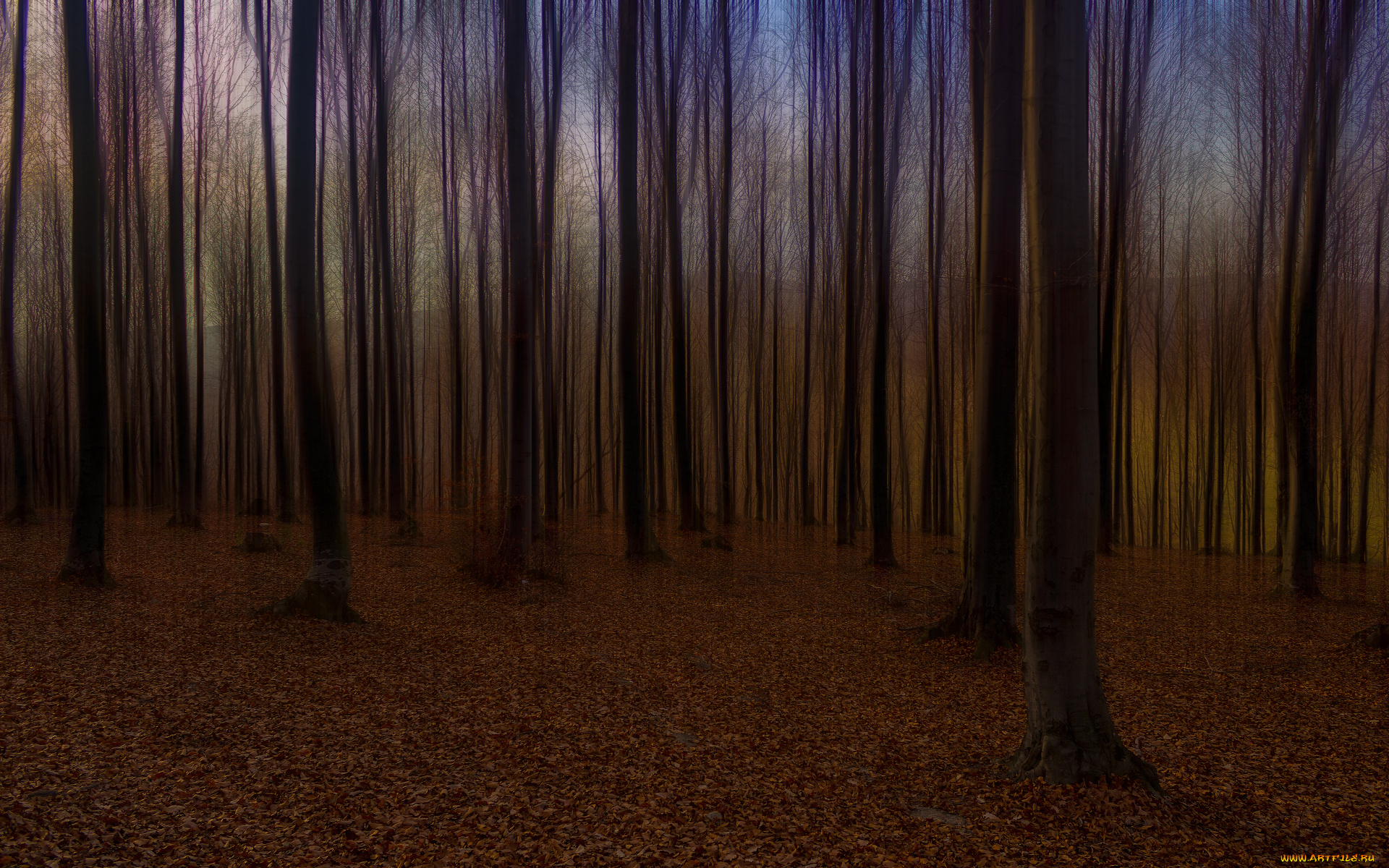 разное, компьютерный, дизайн, осень, лес