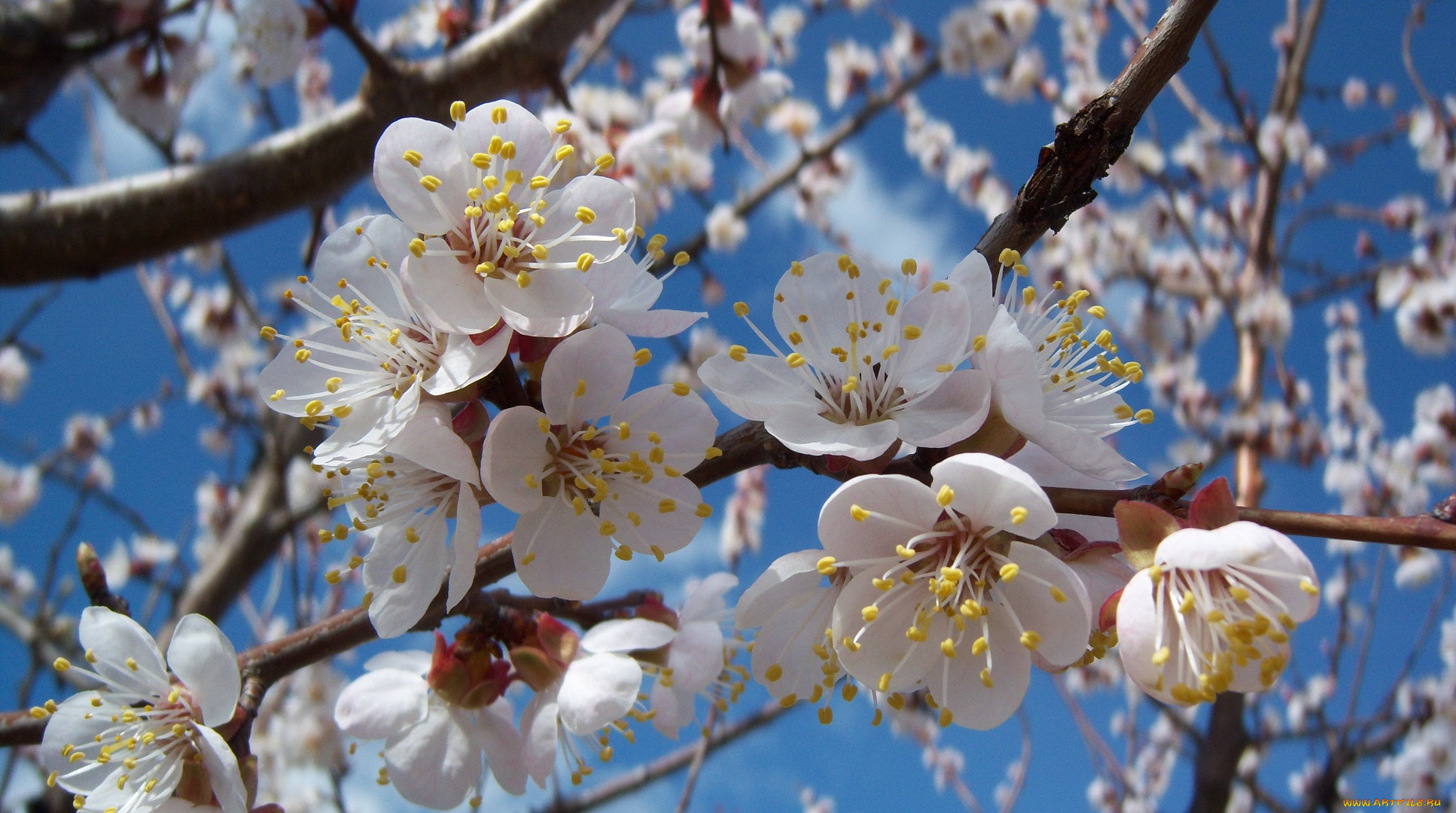 цветы, цветущие, деревья, кустарники, жерделя