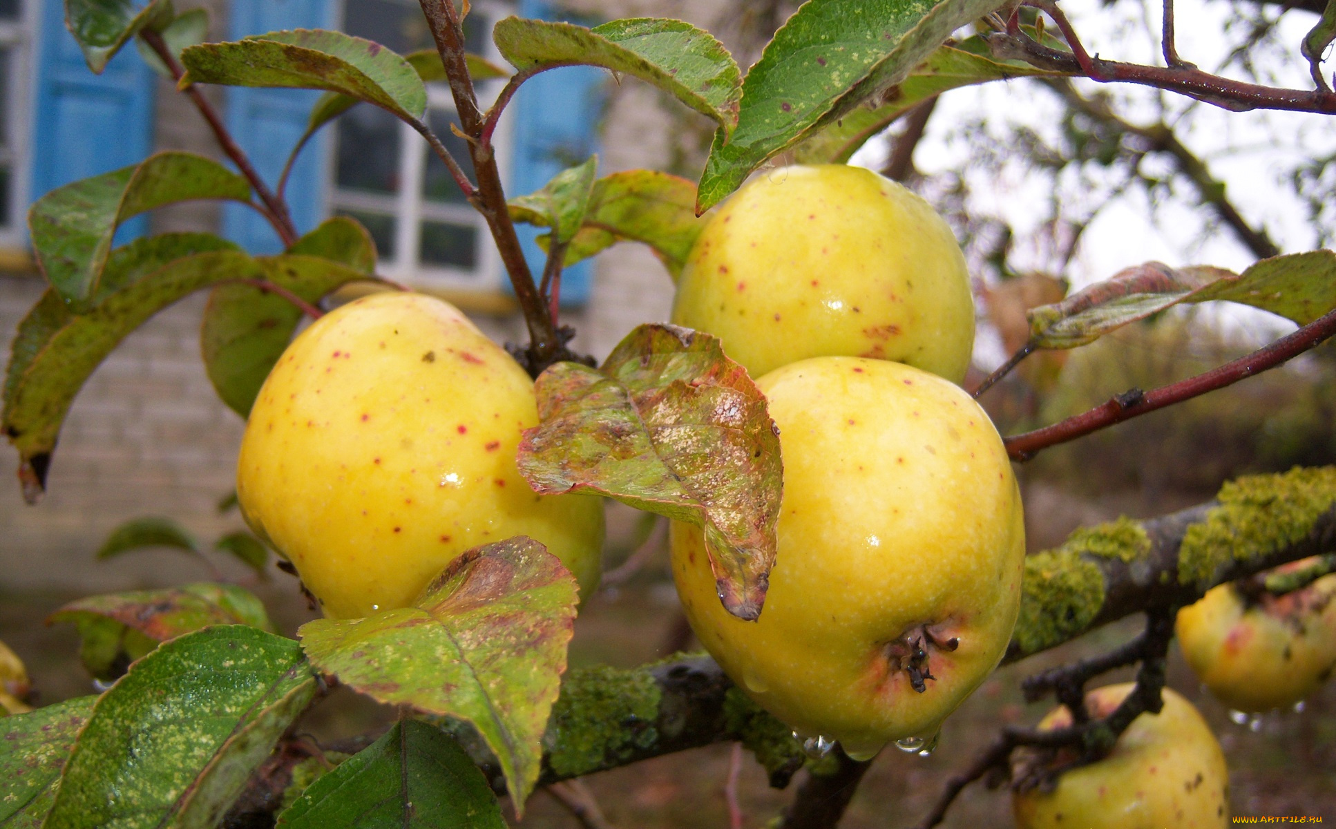 природа, плоды, семеренко