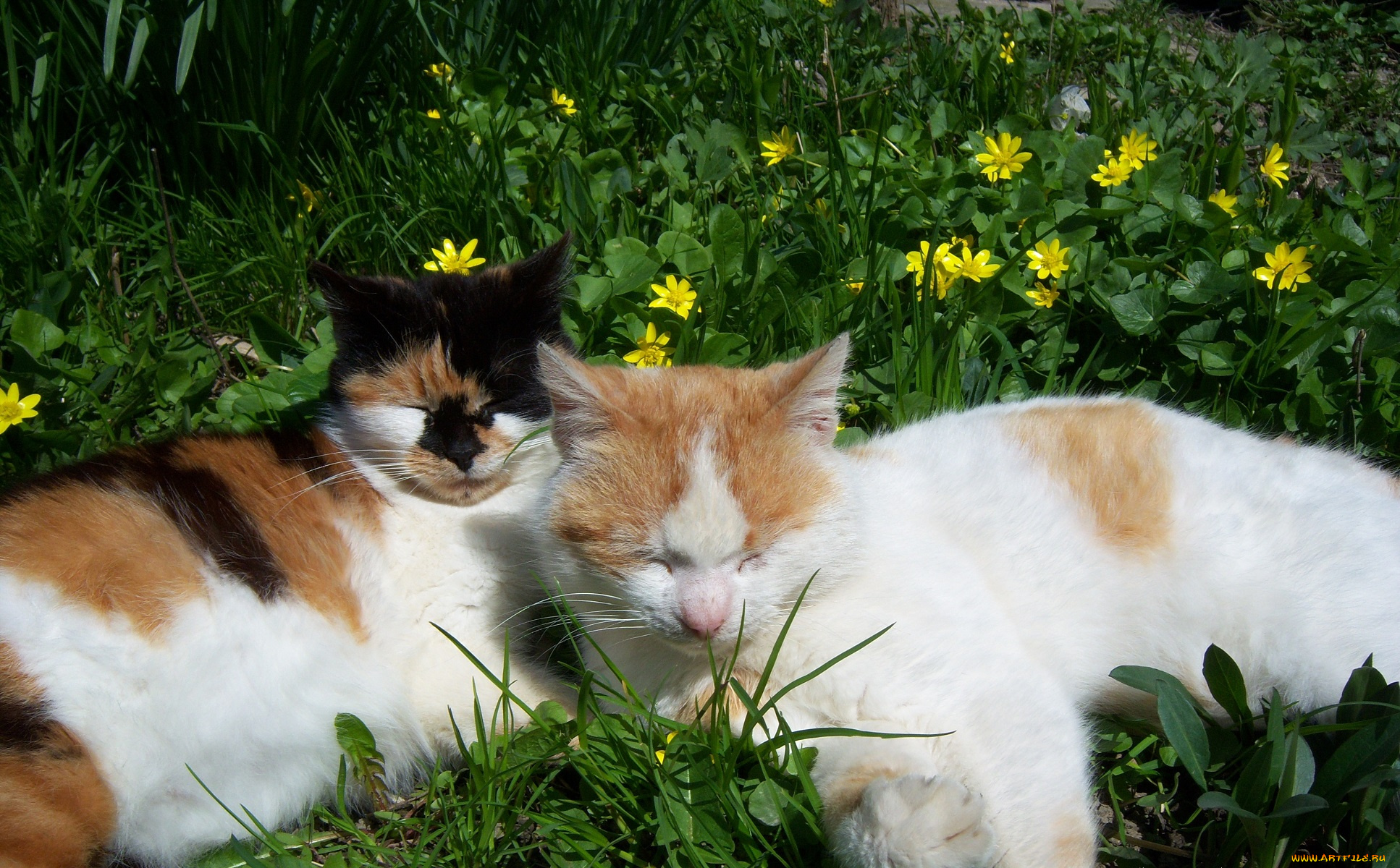 животные, коты, кот, кошка