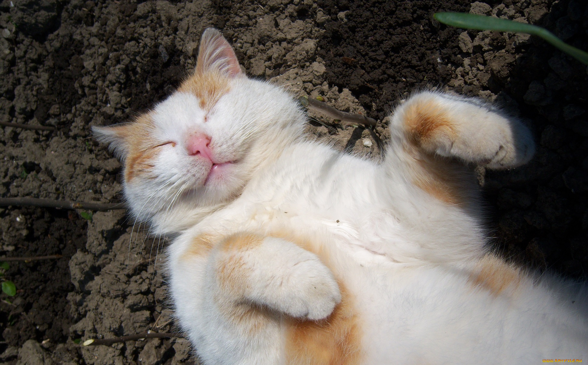 животные, коты, кот